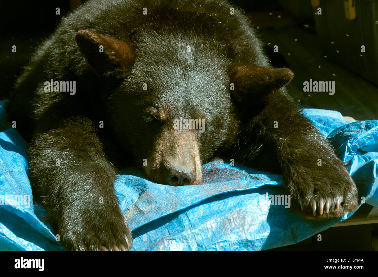 Vista dettagliata del morto orso nero ucciso da cacciatore Foto Stock