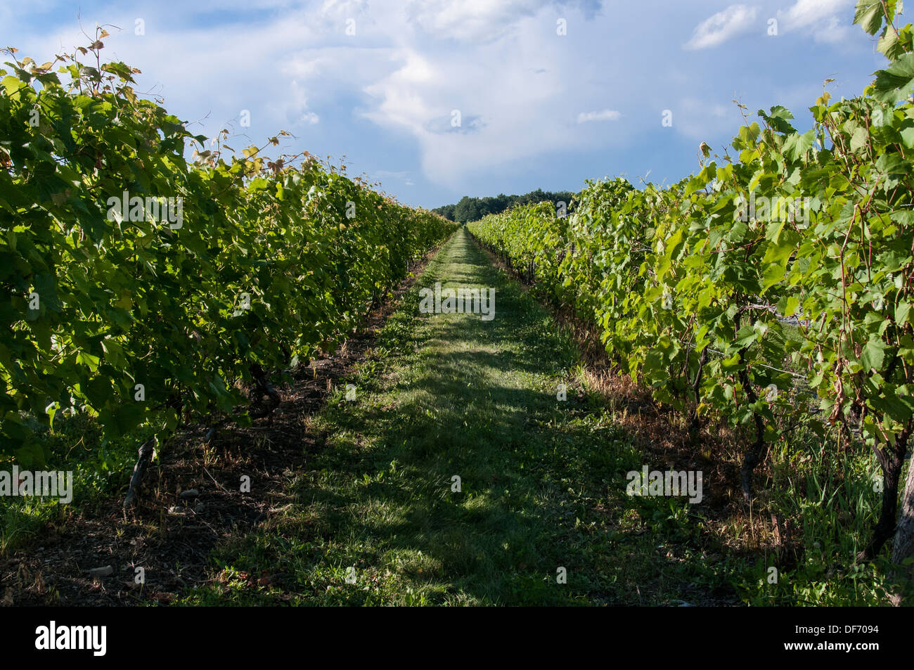 Cantina di estate in Quebec, Canada Foto Stock