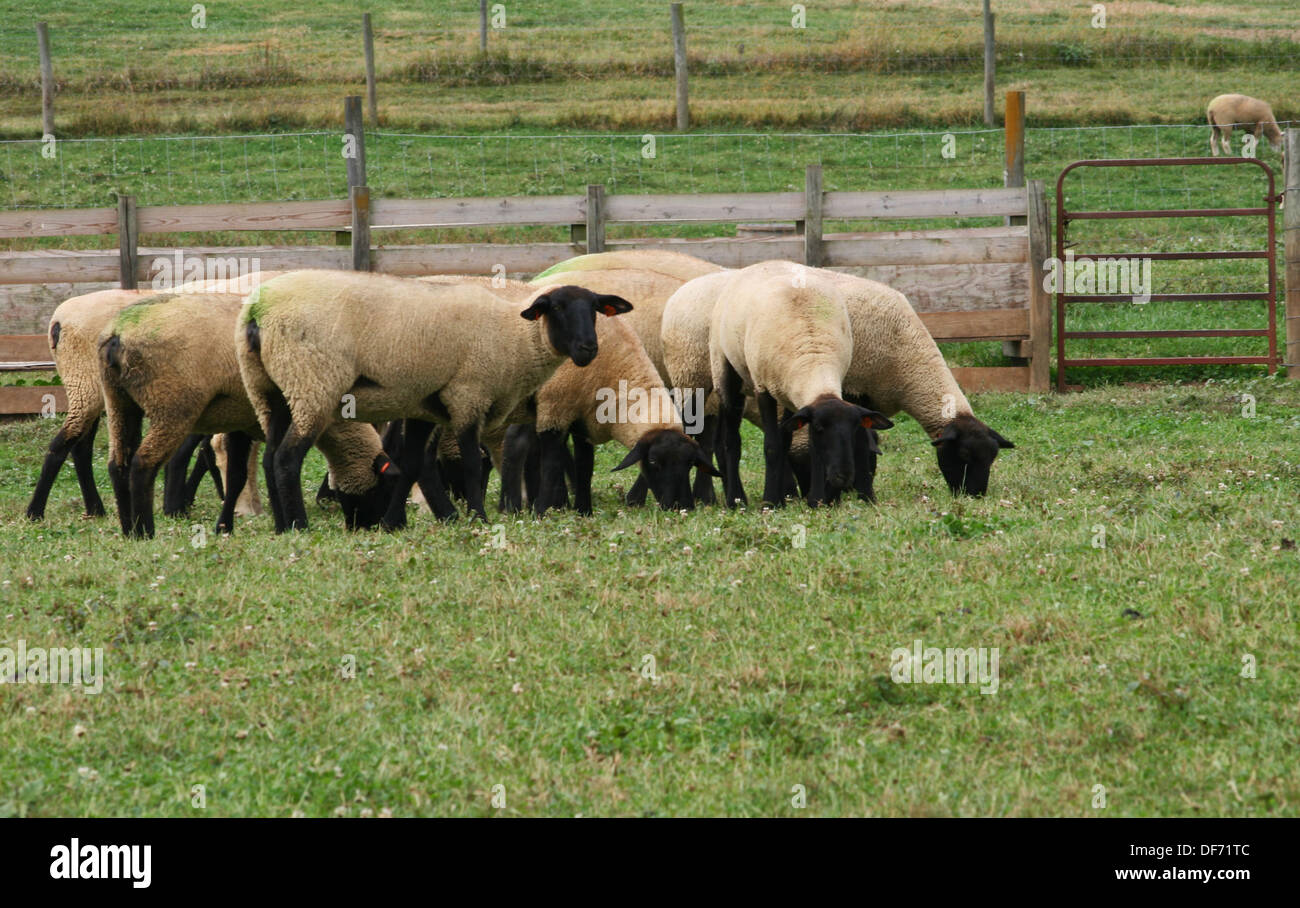 Allevamento di black-di fronte pecore in un pascolo recintato con erba verde Foto Stock