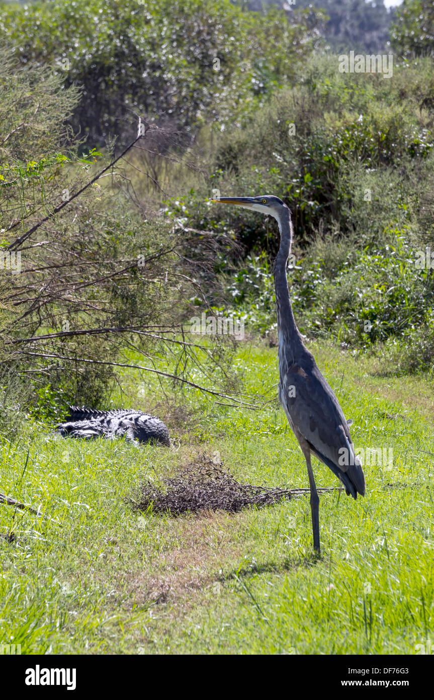 Airone blu (Ardea erodiade) e il coccodrillo americano (Alligator mississippiensis) sull'erba di Payne la Prairie wetland. Foto Stock