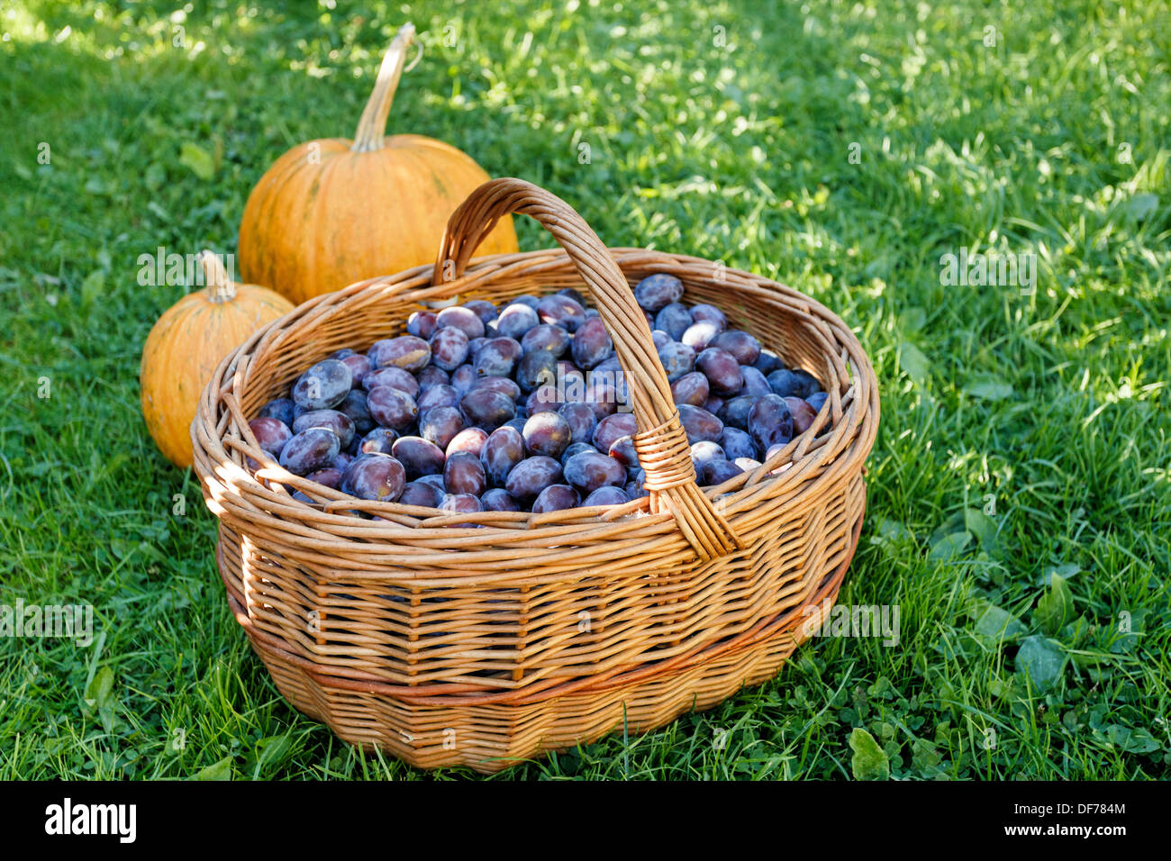 Susine mature nel cestello sul prato verde Foto Stock