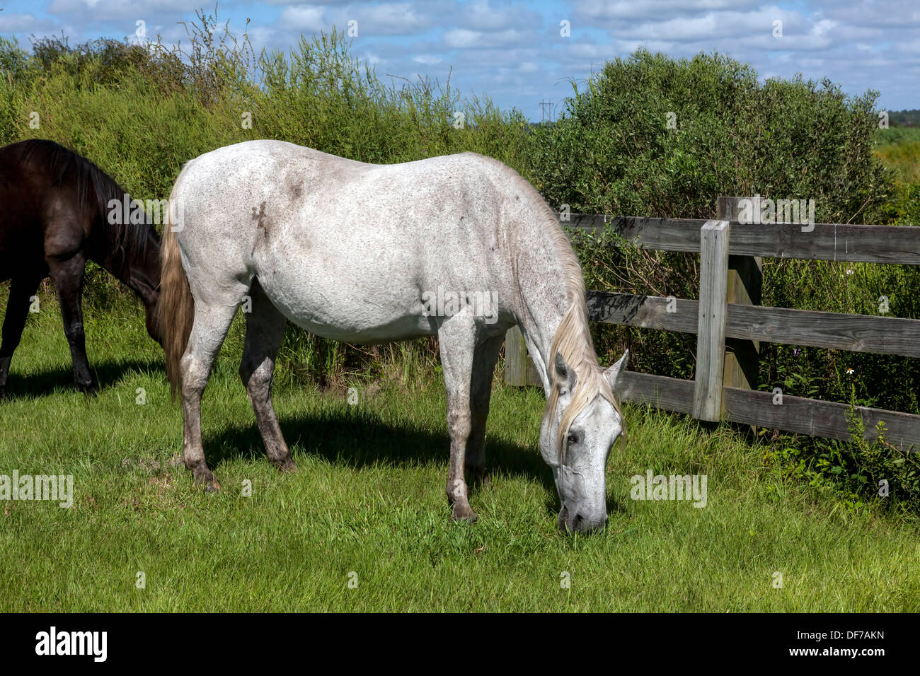 Florida Cracker spagnoli, Chickasaw Pony cavalli incinte mare bianco di pascolare su Paynes Prairie. Foto Stock