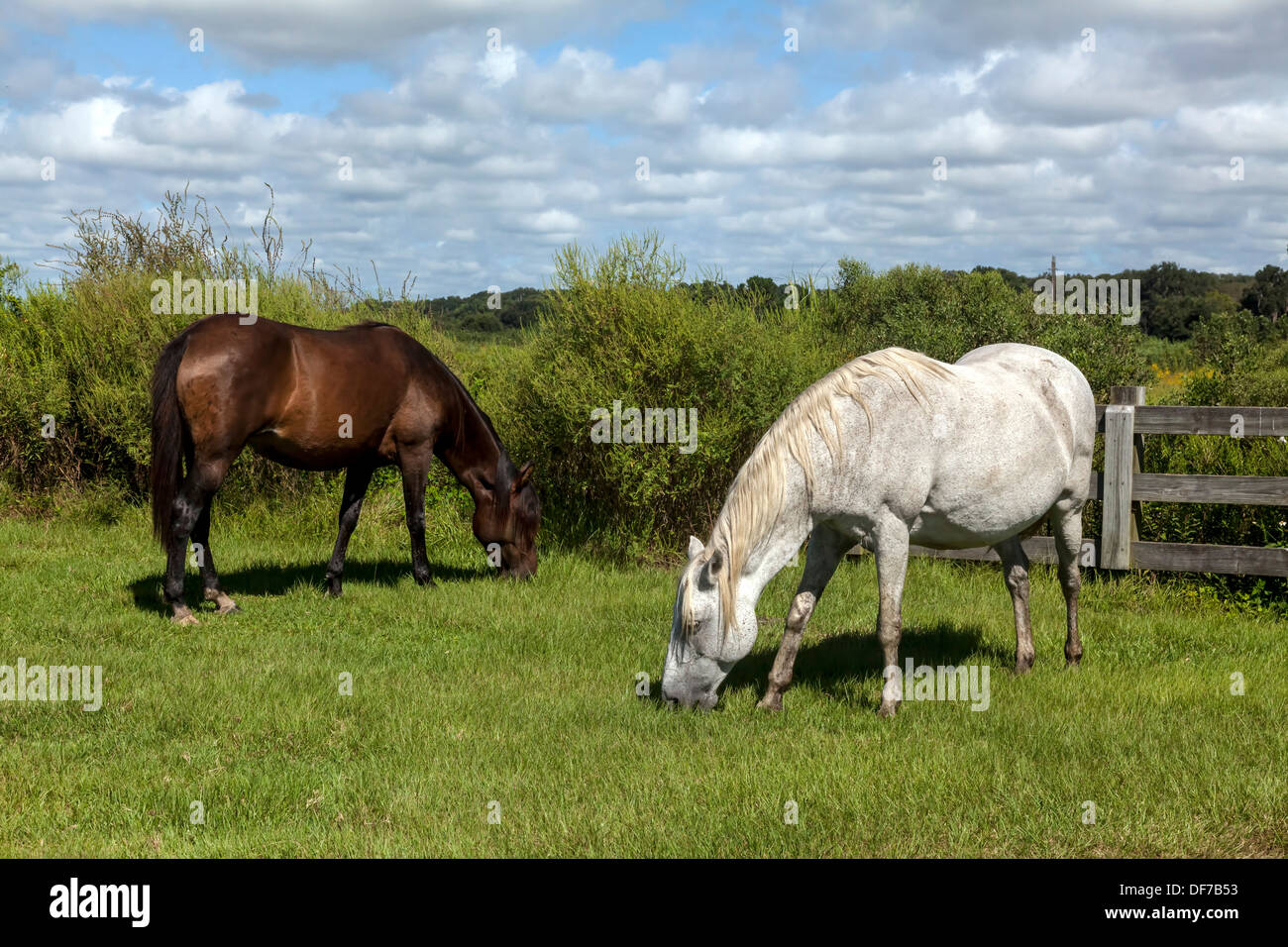 Florida Cracker spagnoli, Chickasaw Pony cavalli incinte mare bianco di pascolare su Paynes Prairie. Foto Stock