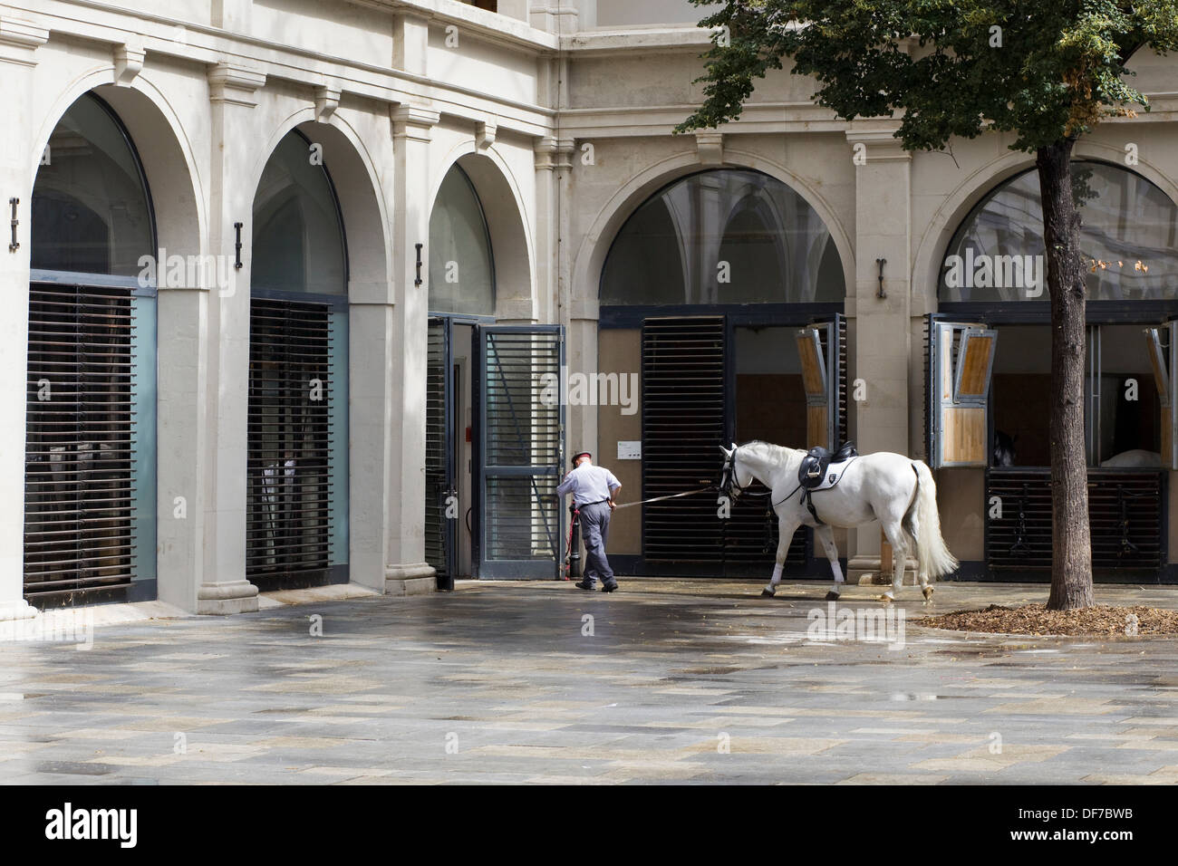 Stallone Lipizzans ritornando alle stalle dopo la formazione presso la Scuola di Equitazione Spagnola a Vienna Foto Stock