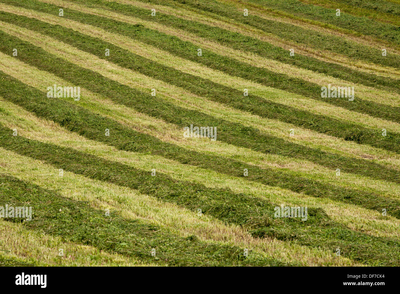 Fieno falciato campo con un pattern a strisce, Compton, Eastern Townships, Provincia di Quebec, Canada Foto Stock