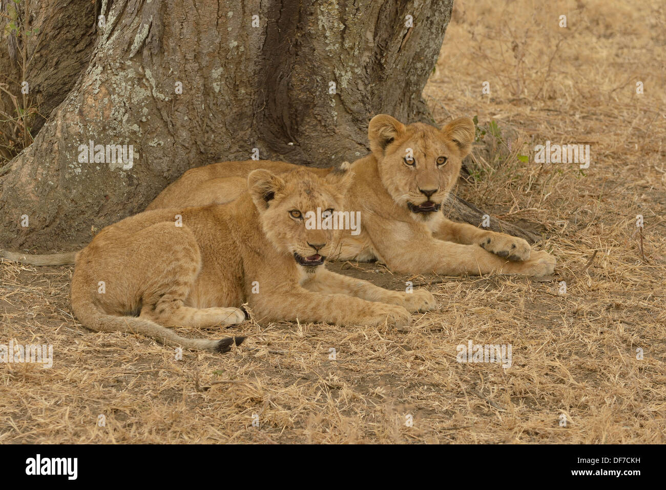 Lion (Panthera leo), cubs, Serengeti National Park Serengeti Tanzania Foto Stock