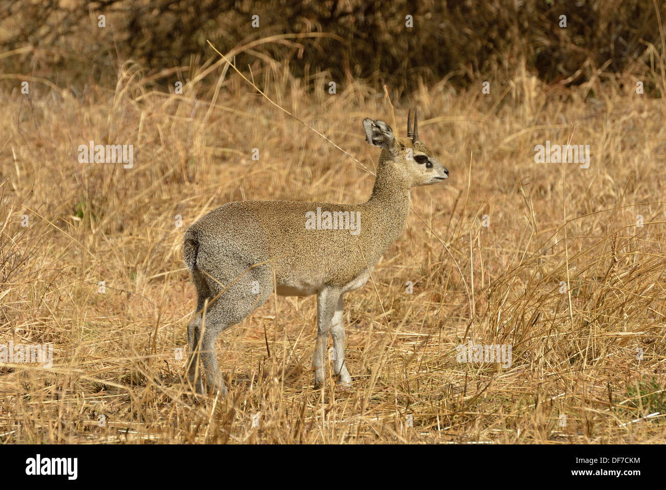 Kirk's dik-dik (Madoqua kirkii), Serengeti National Park Serengeti Tanzania Foto Stock