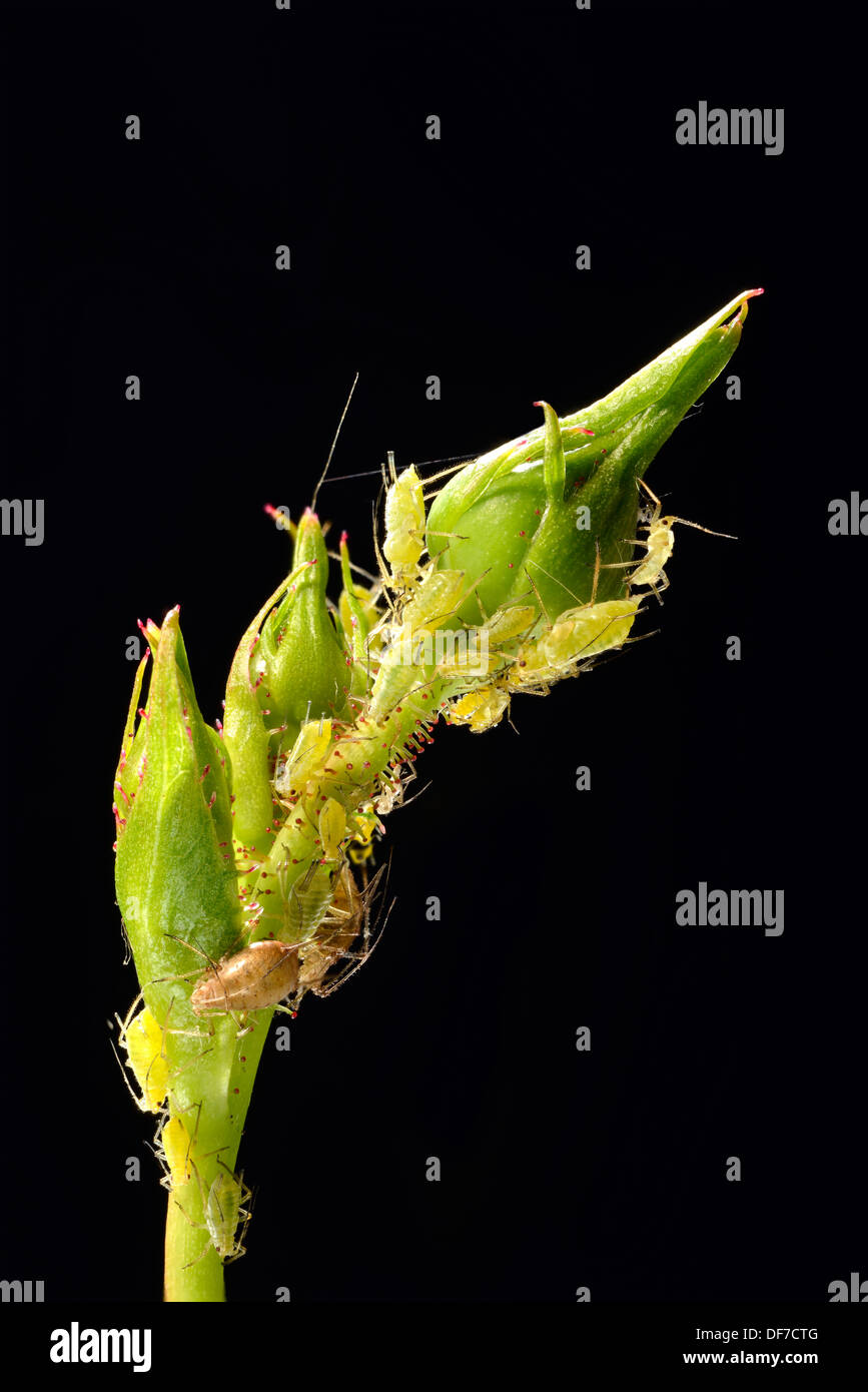 Grande Rose afidi (Macrosiphum rosae), colonia di parassiti di bocciolo di rosa (Rosa), Baden-Württemberg, Germania Foto Stock