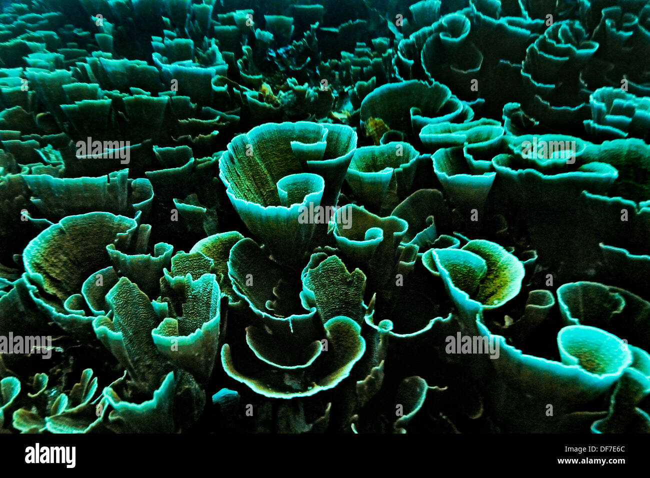 Il velluto (corallo Montipora delicatula), Raja Ampat, Papua occidentale, in Indonesia Foto Stock