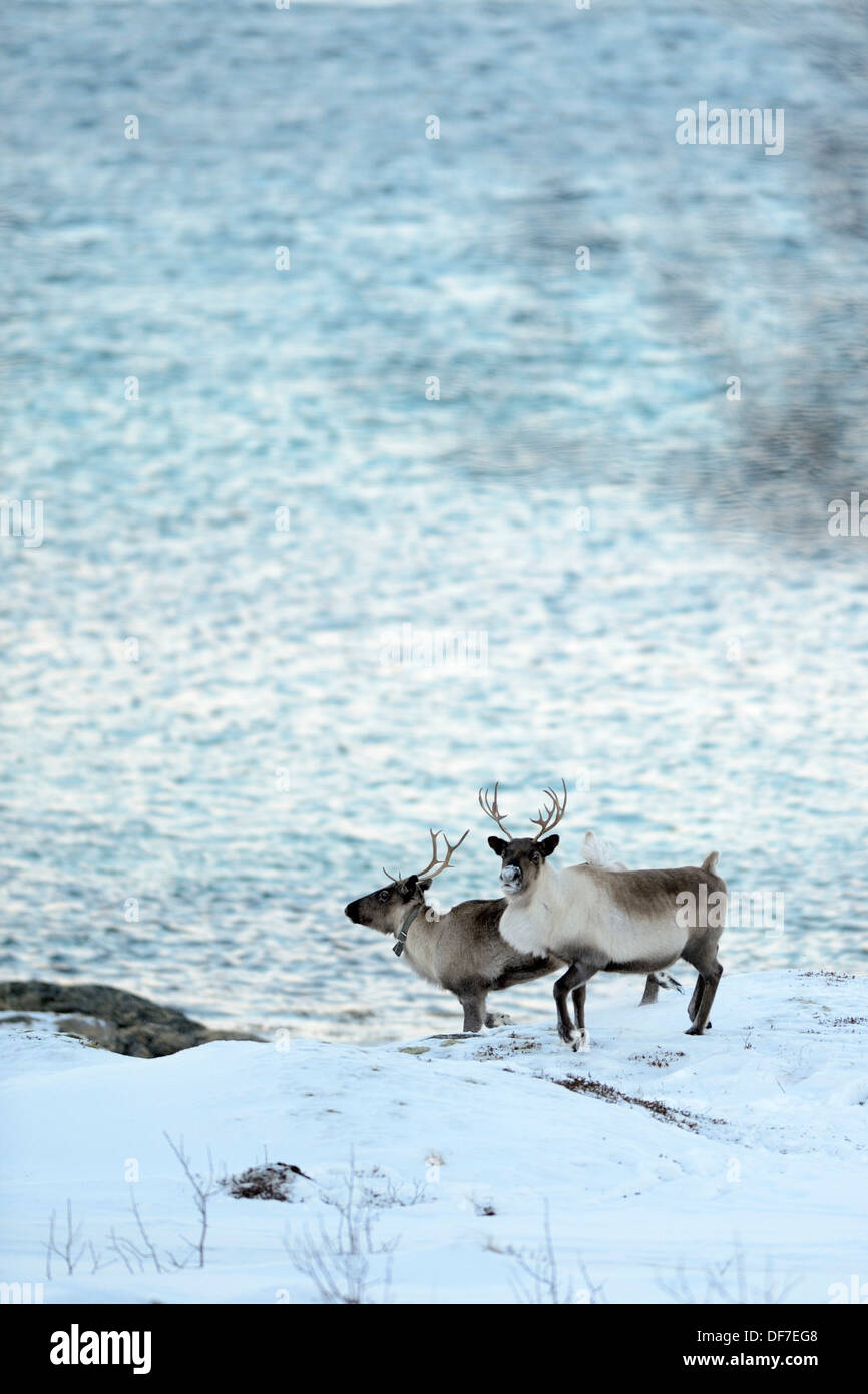 Due renne (Rangifer tarandus) sulla neve prima di fiordo, Sommeroya, Tromsø, ‪Troms, Norvegia settentrionale, Norvegia Foto Stock