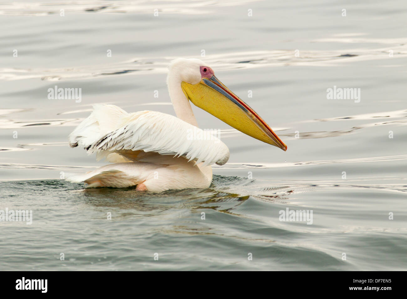 Great White Pelican (Pelecanus onocrotalus), Walvis Bay City, Regione di Erongo, Namibia Foto Stock