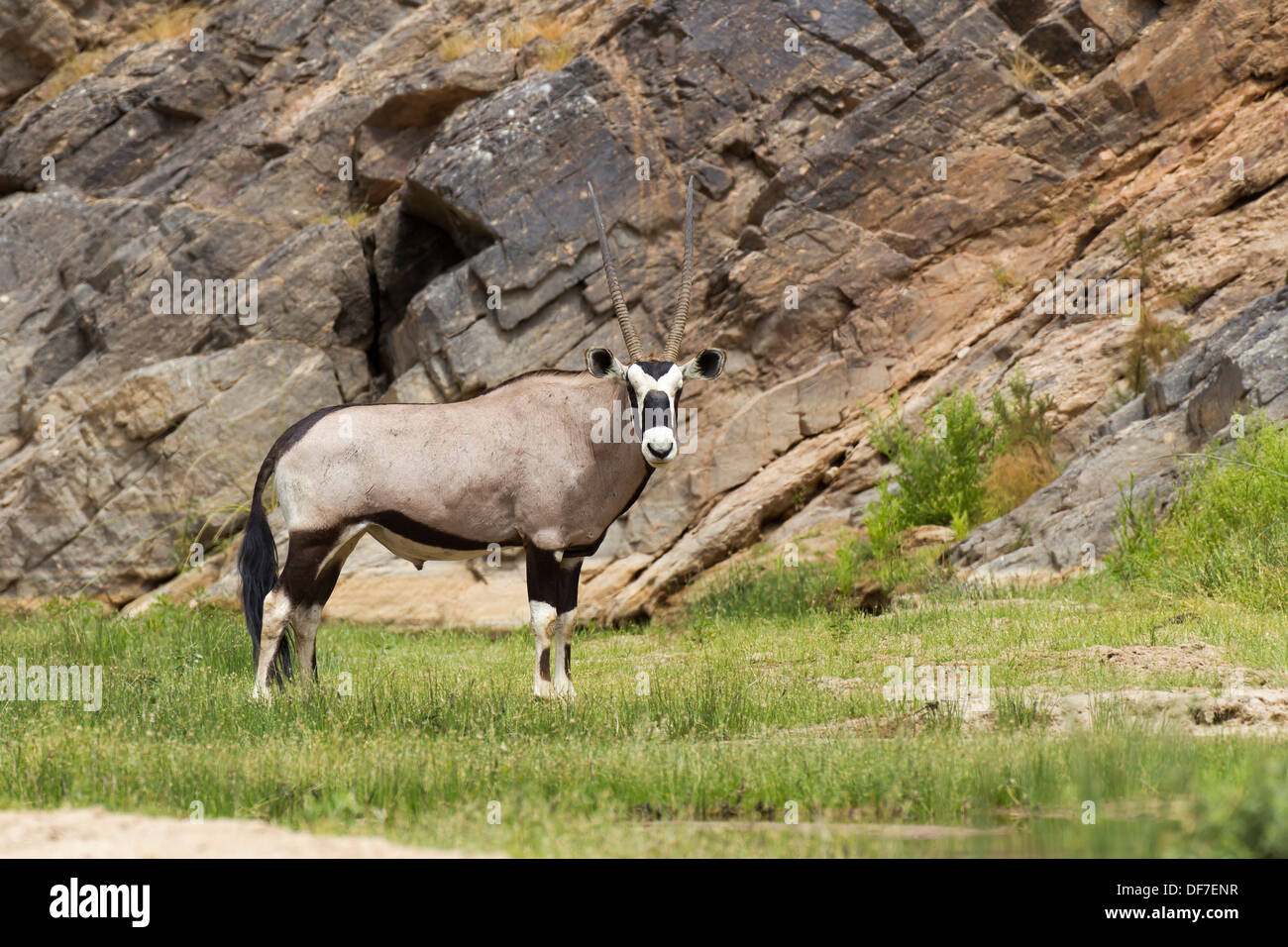 Gemsbok (Oryx gazella), Purros, Kaokoland, Kunene, Namibia Foto Stock