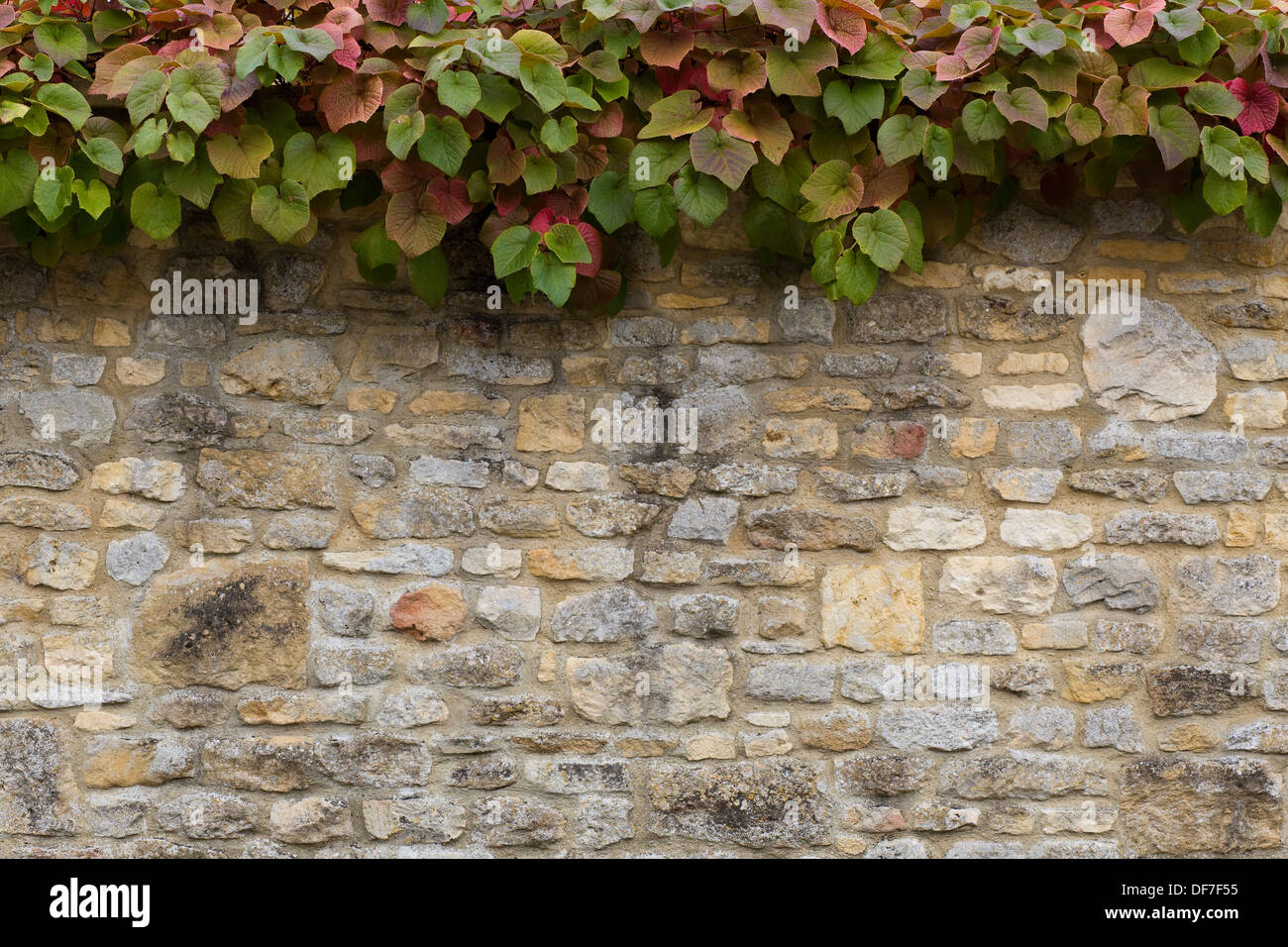 Cotswold muro di pietra con foglie di tornitura per l'autunno crescono lungo la parte superiore Foto Stock