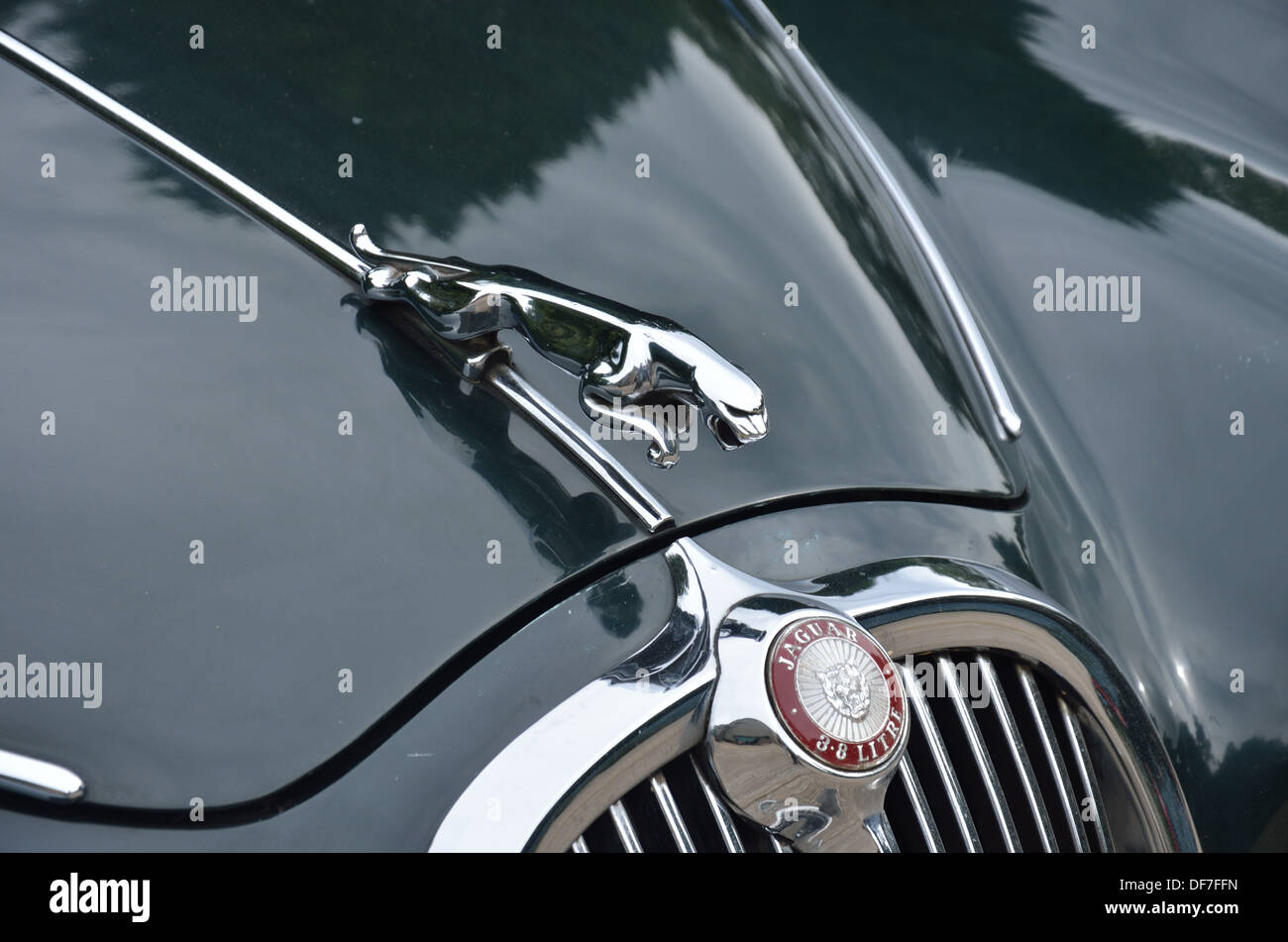 Close up classic jaguar mascotte Foto Stock