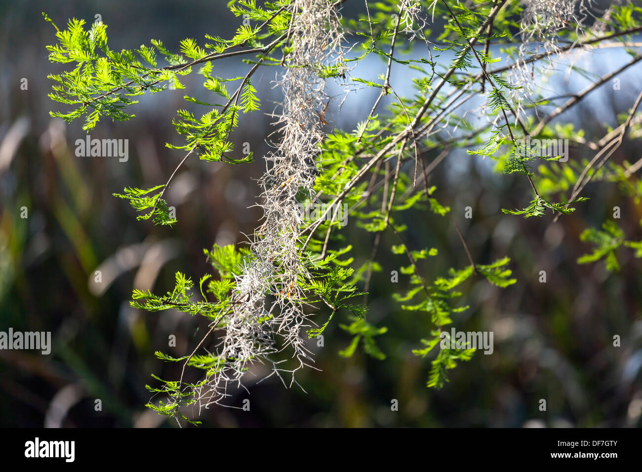 Wisp di muschio Spagnolo (Tillandsia usneoides) appesi dal lembo di albero. Foto Stock