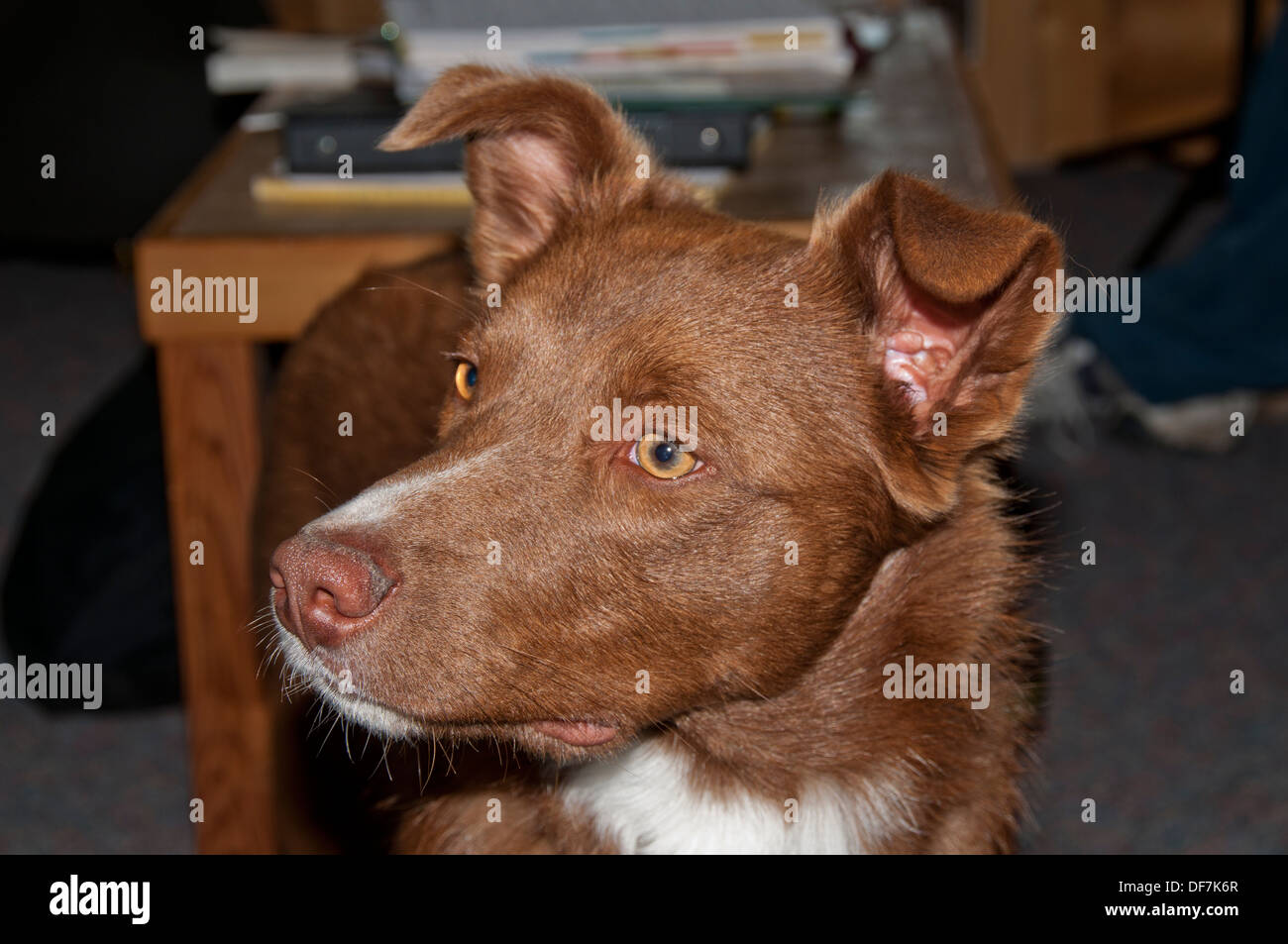 Border Collie/Australian Shepherd cross Foto Stock