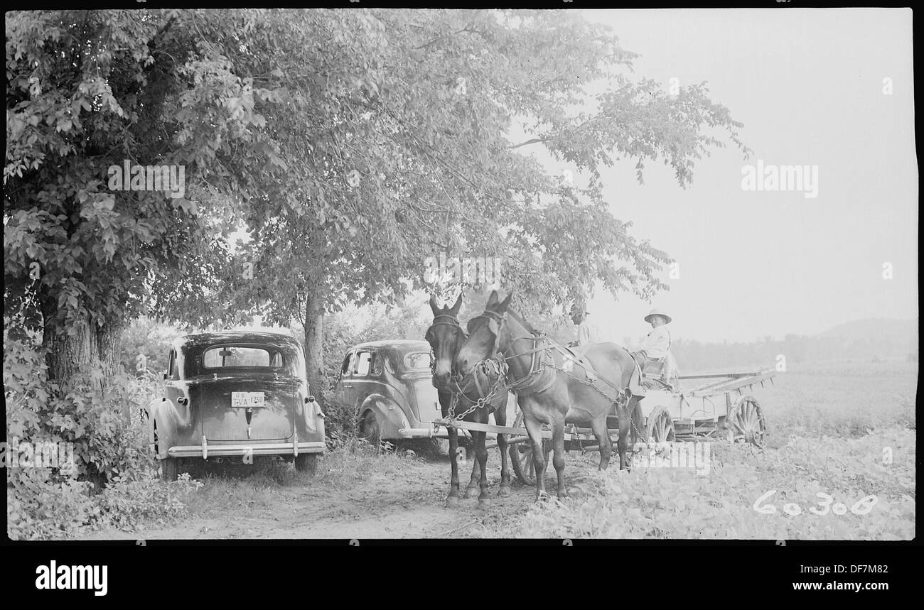 Una fotografia di una tipica squadra di muli, spesso utilizzata in ambienti agricoli e industriali per il trasporto, che mostra il ruolo dei muli nel lavoro manuale. Foto Stock