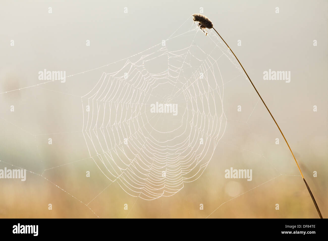 La rugiada su una ragnatela su una mattina di autunno Foto Stock