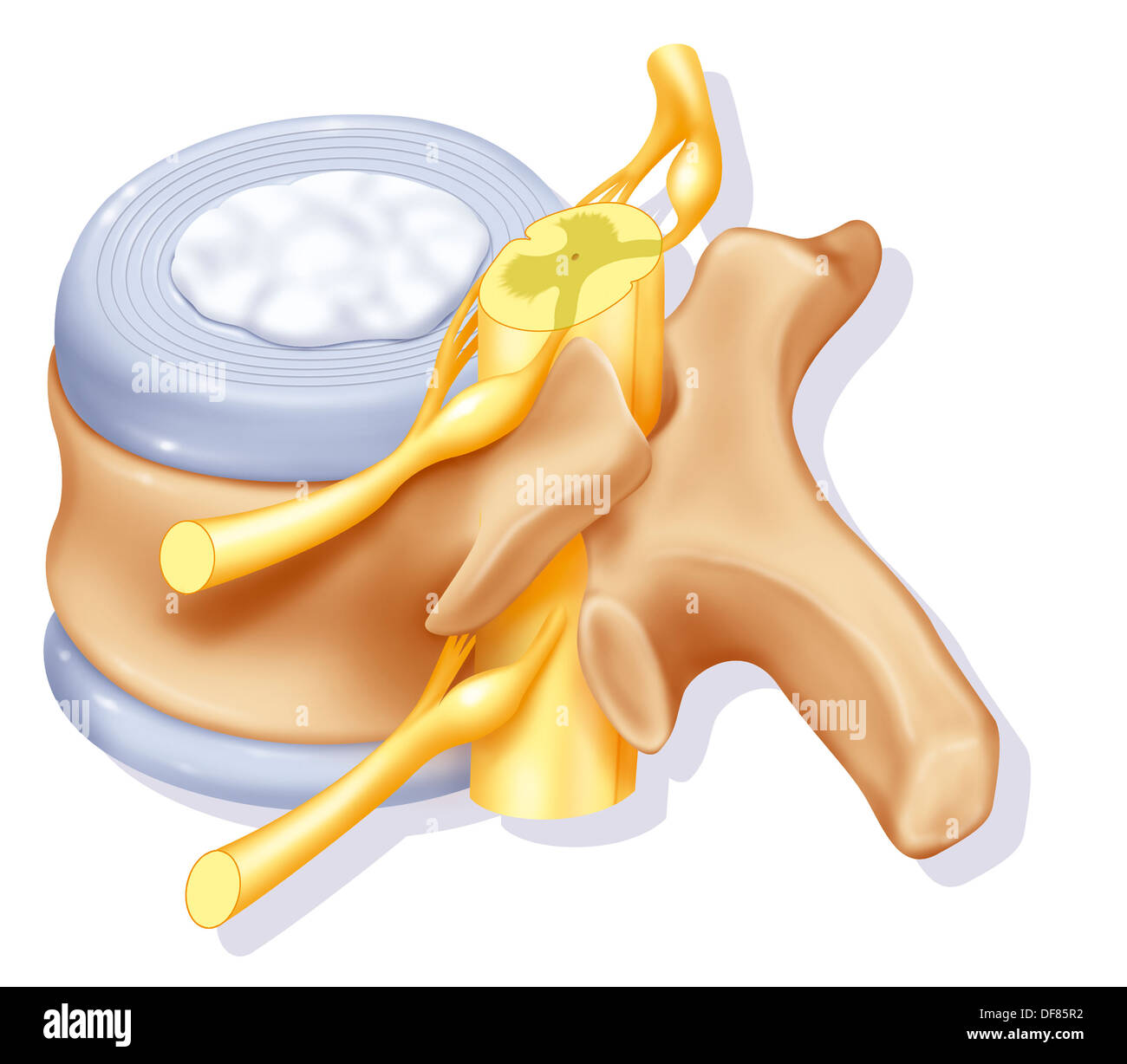 VERTEBRA LOMBARE DISEGNARE Foto Stock
