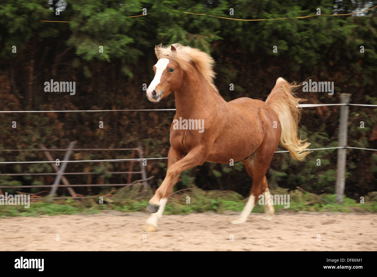 Pony Welsh stallone sezione B castagno con capelli biondi Foto Stock