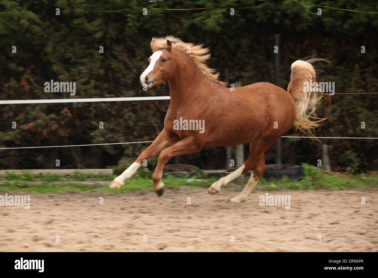 Pony Welsh stallone in colore marrone castagna con capelli biondi Foto Stock