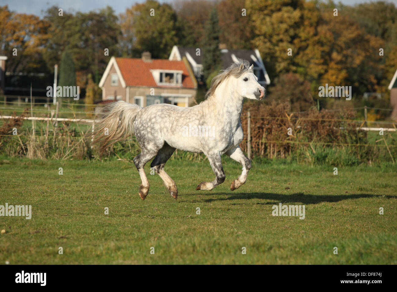 Welsh mountain pony stallone al galoppo su pascolo in autunno Foto Stock