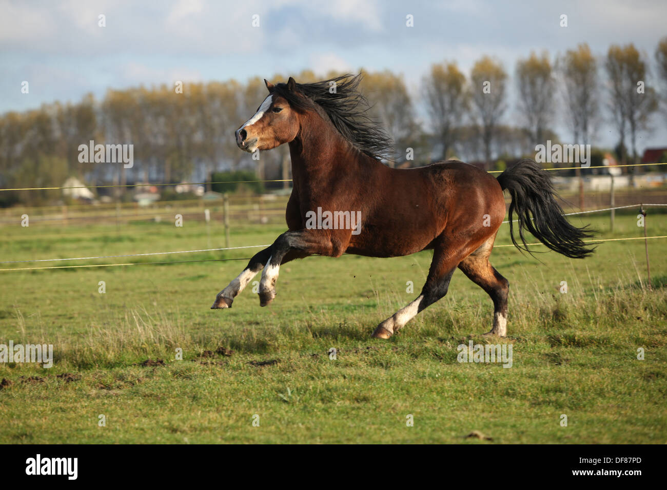 Brown welsh mountain pony stallone con i capelli neri in esecuzione Foto Stock