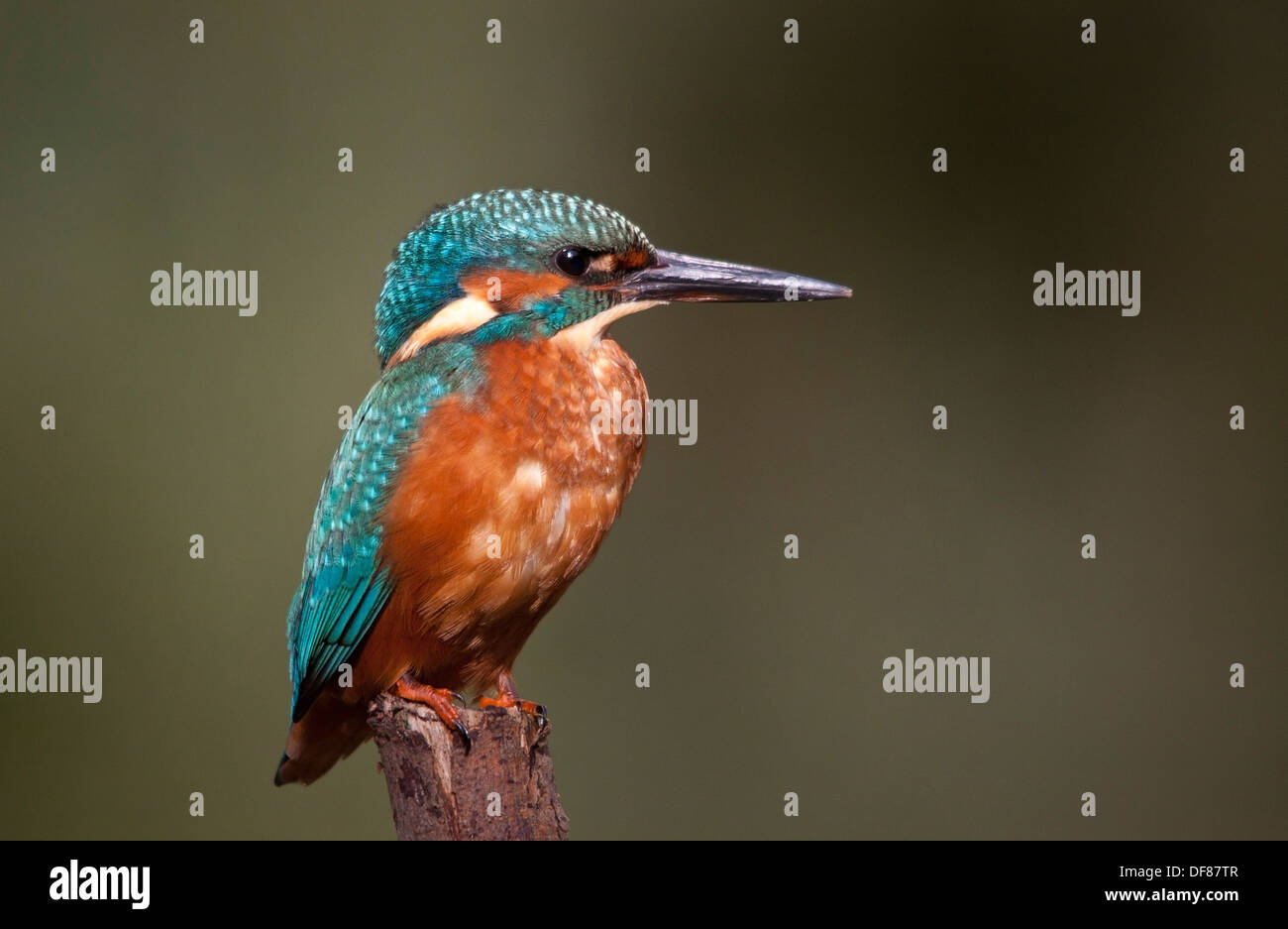 Kingfisher fiume kelvin glasgow Alcedo atthis Foto Stock