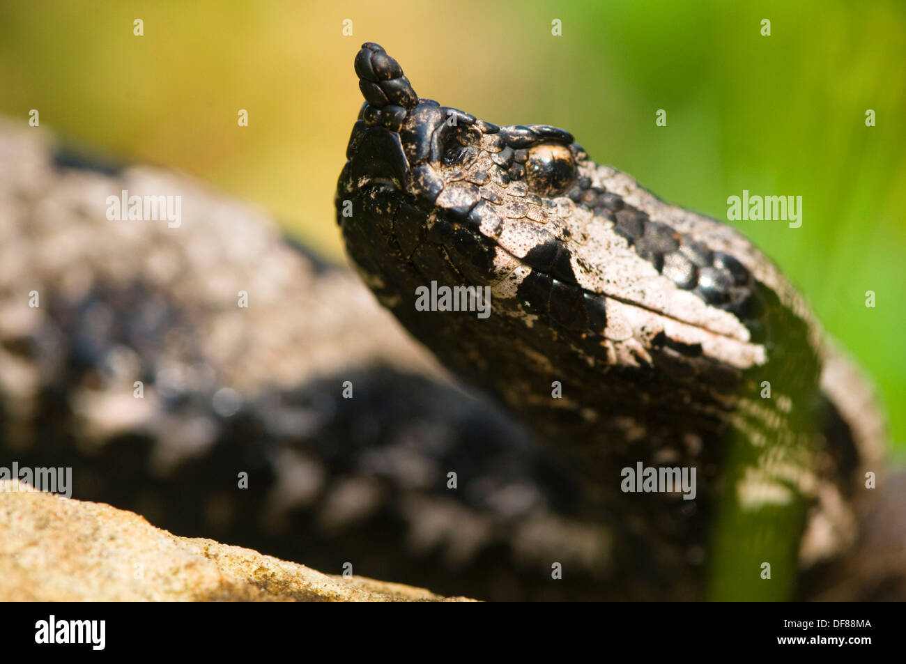 Vipera cornuta (Vipera ammodytes), serpenti velenosi, Carso, Croazia Foto Stock