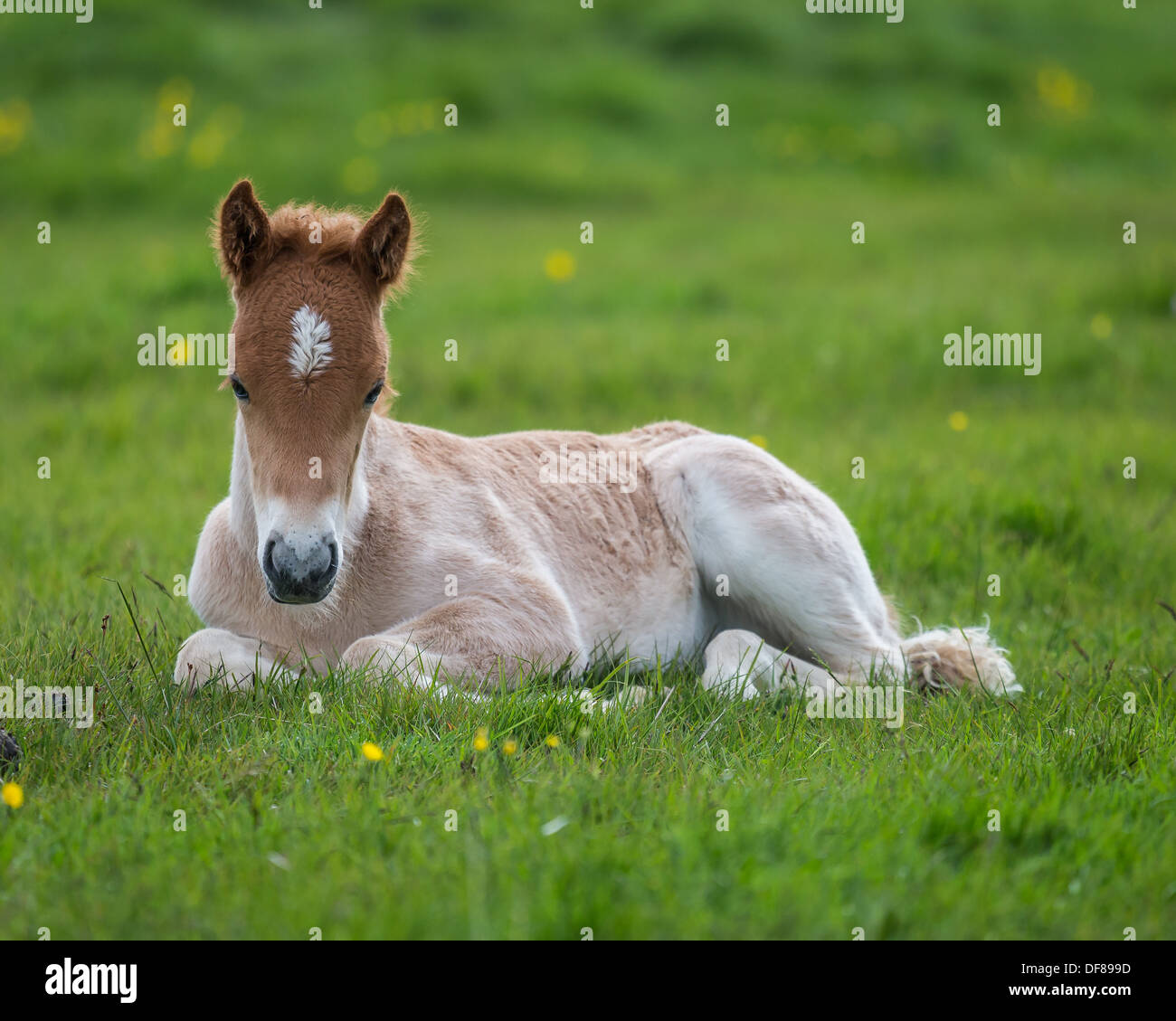 Puledro neonato, Islanda. Razza di cavalli islandesi. Foto Stock