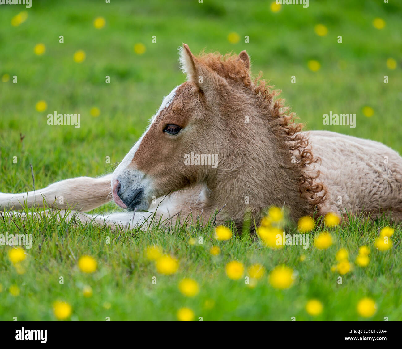 Puledro neonato, Islanda. Razza di cavalli islandesi. Foto Stock