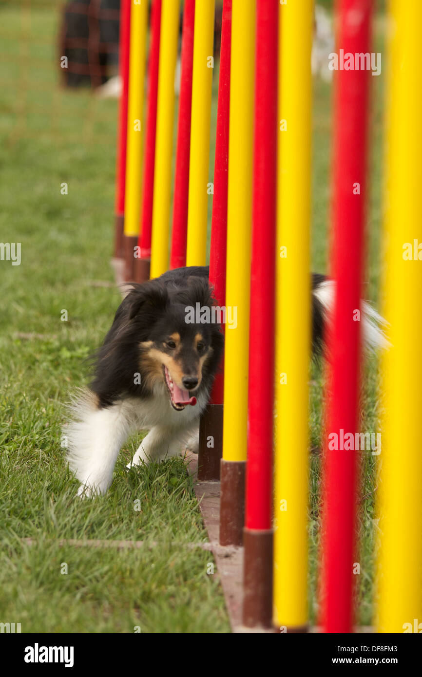 gara agility dog Foto Stock