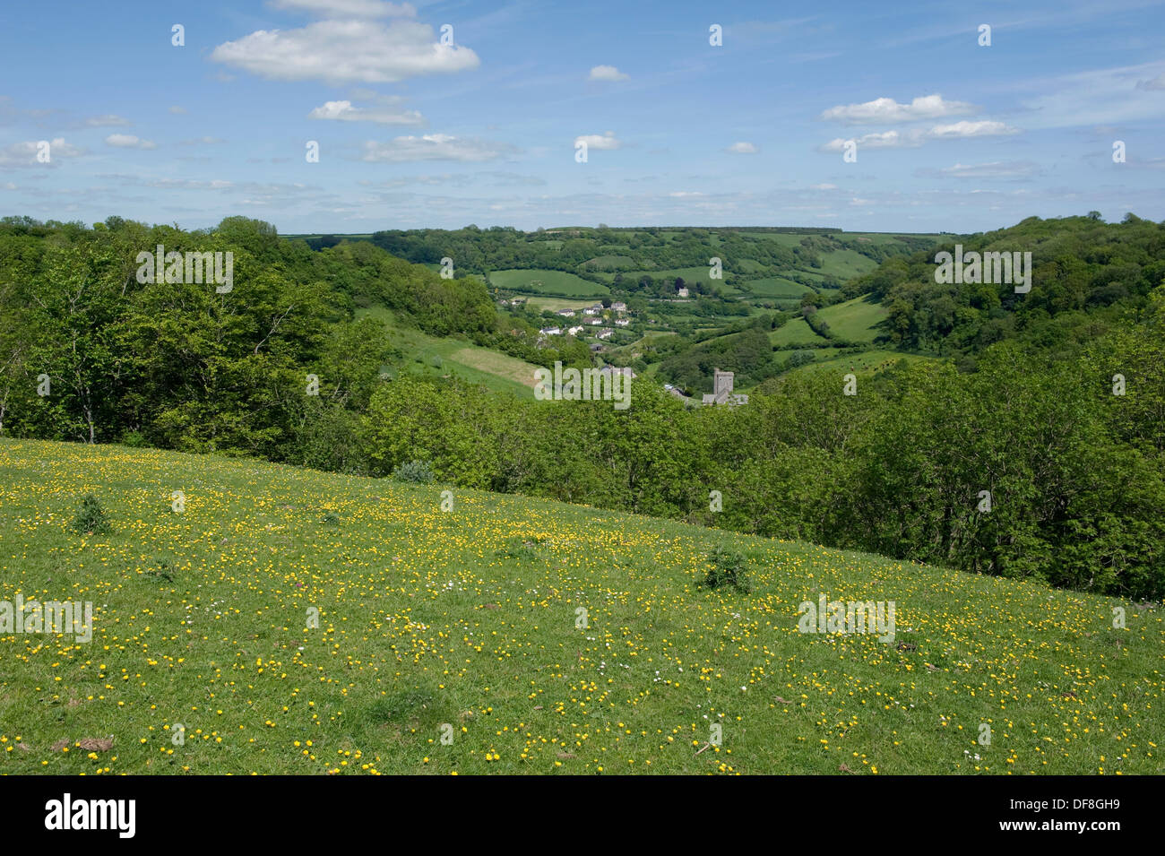 Guardando verso Branscombe villaggio su un inizio di giornata estiva nel Devon con alberi in nuove foglie renoncules in fiore Foto Stock