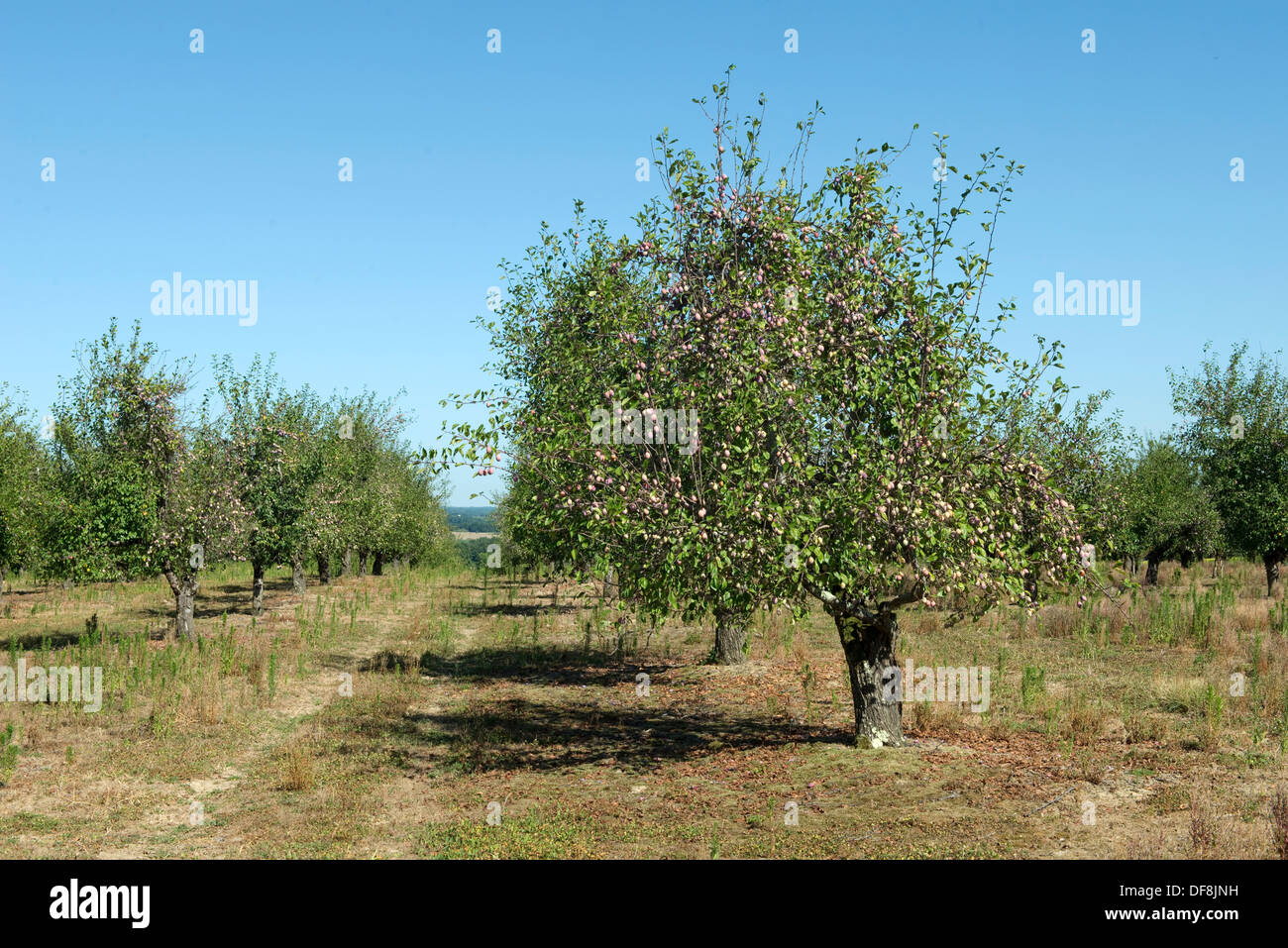 Pesantemente la fruttificazione mature susino vicino a Sainte-Foy-la-Grande, Gironde, Francia, Agosto Foto Stock