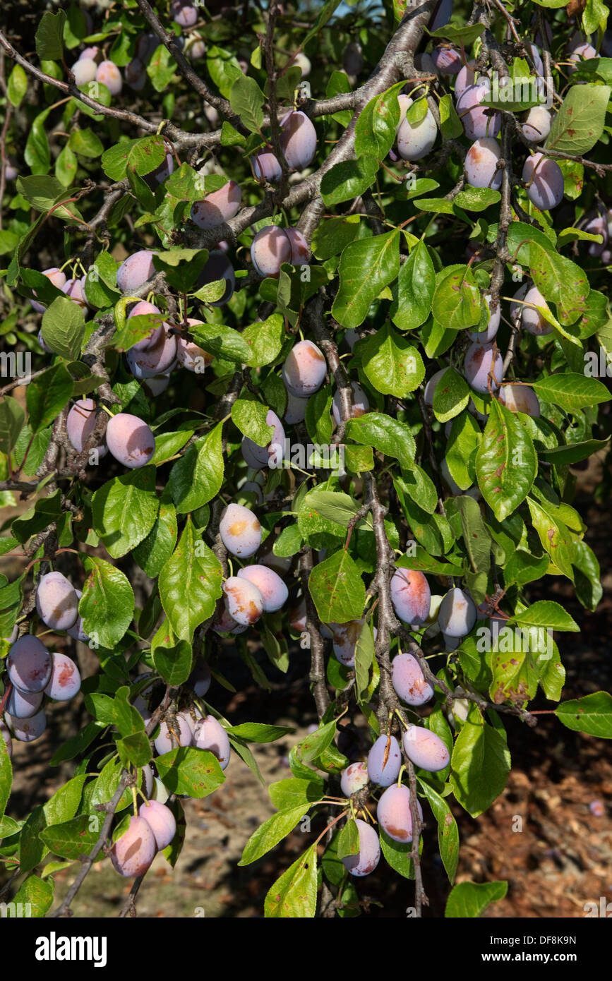 Pesantemente la fruttificazione mature susino vicino a Sainte-Foy-la-Grande, Gironde, Francia, Agosto Foto Stock