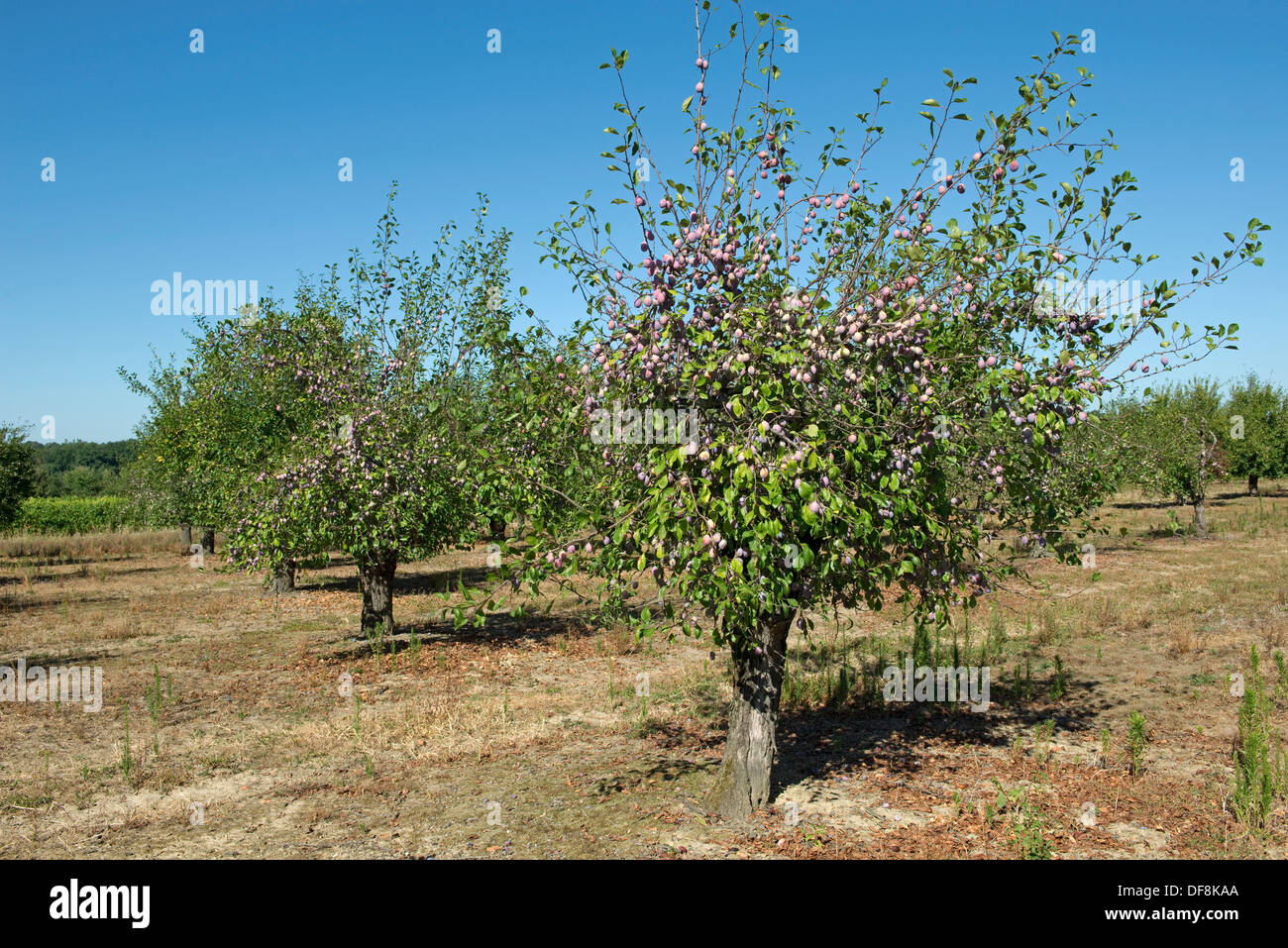 Pesantemente la fruttificazione mature susino vicino a Sainte-Foy-la-Grande, Gironde, Francia, Agosto Foto Stock