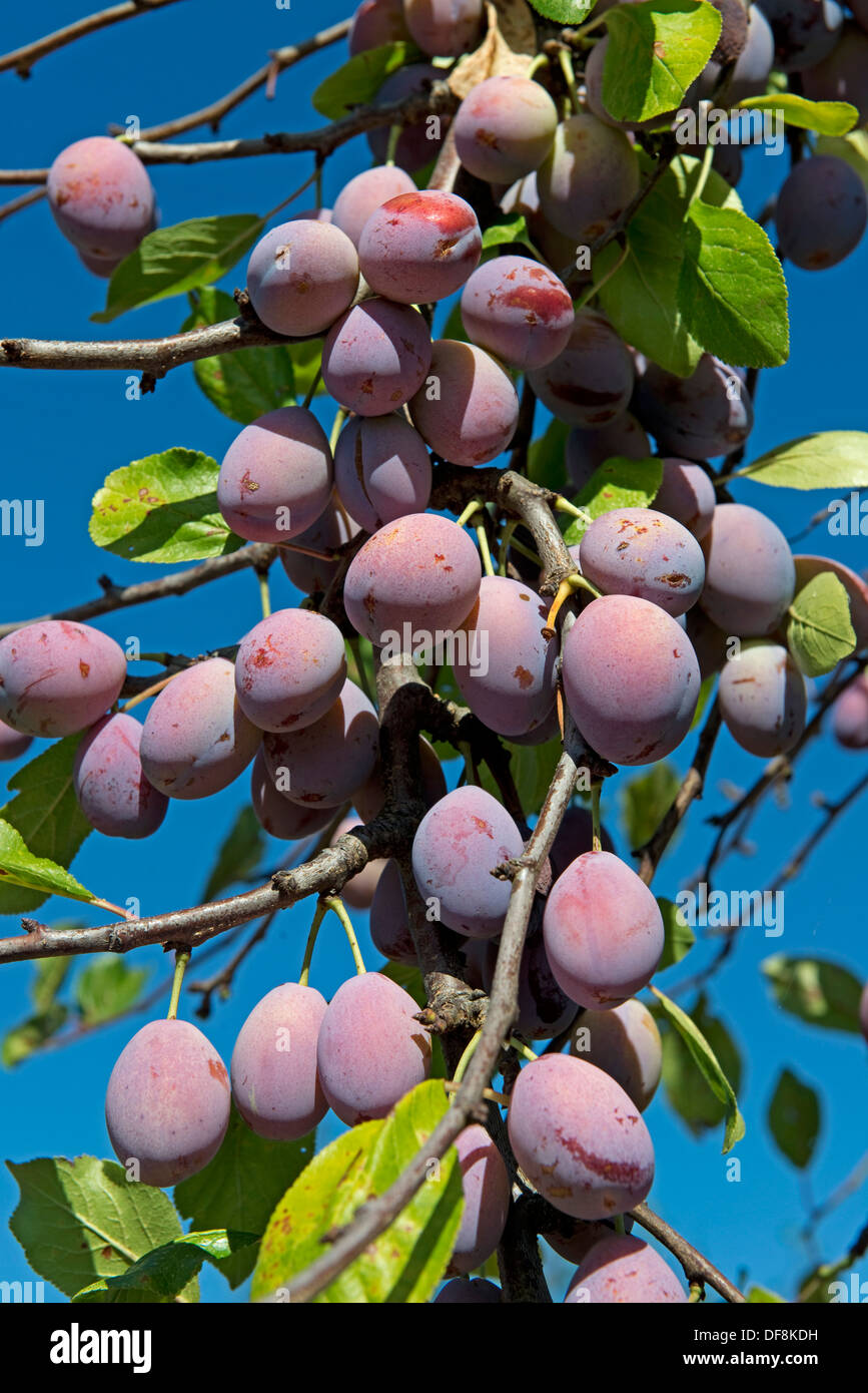 Pesantemente la fruttificazione mature susino vicino a Sainte-Foy-la-Grande, Gironde, Francia, Agosto Foto Stock