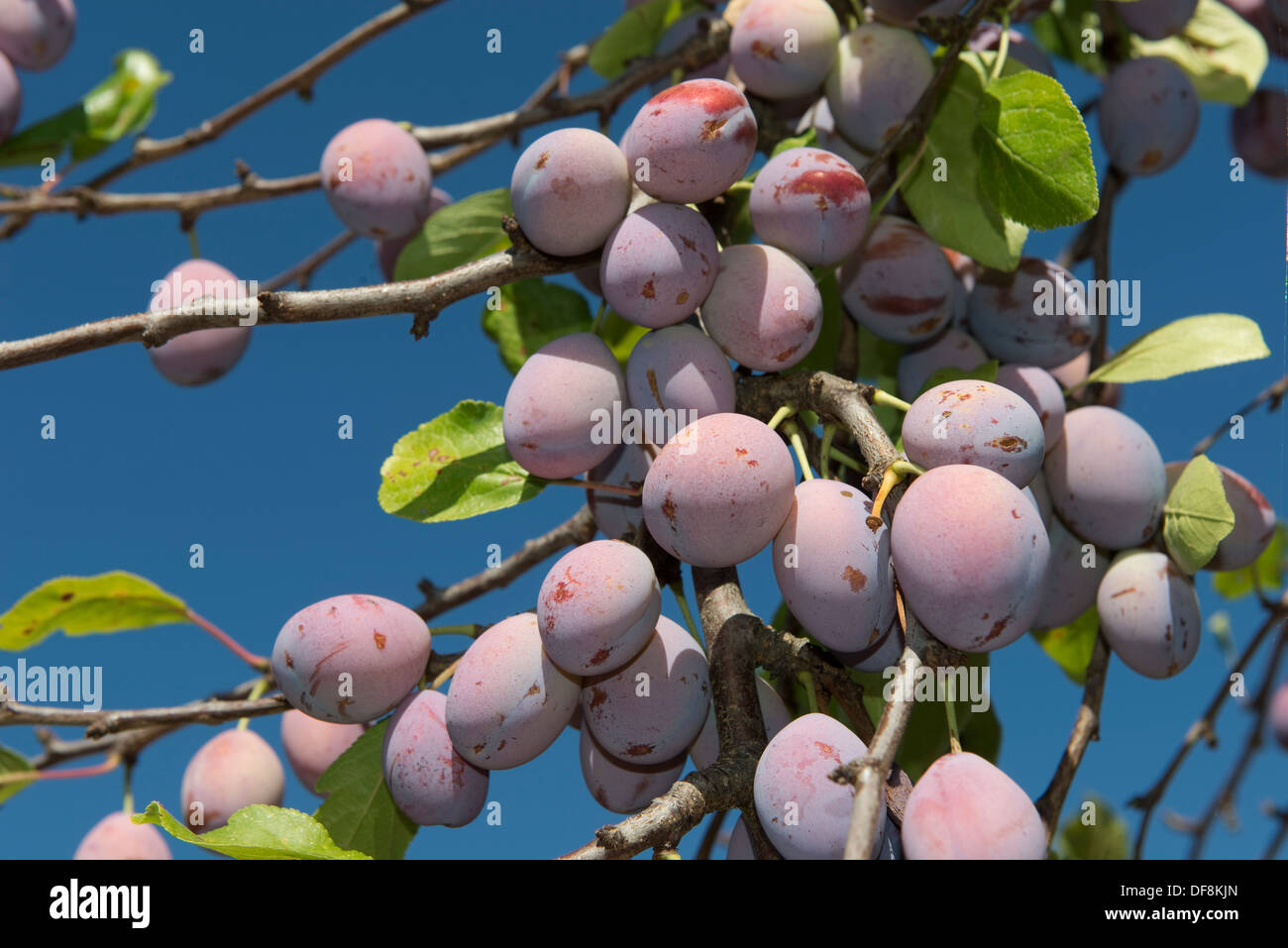 Pesantemente la fruttificazione mature susino vicino a Sainte-Foy-la-Grande, Gironde, Francia, Agosto Foto Stock