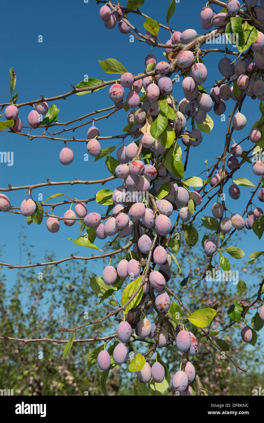 Pesantemente la fruttificazione mature susino vicino a Sainte-Foy-la-Grande, Gironde, Francia, Agosto Foto Stock