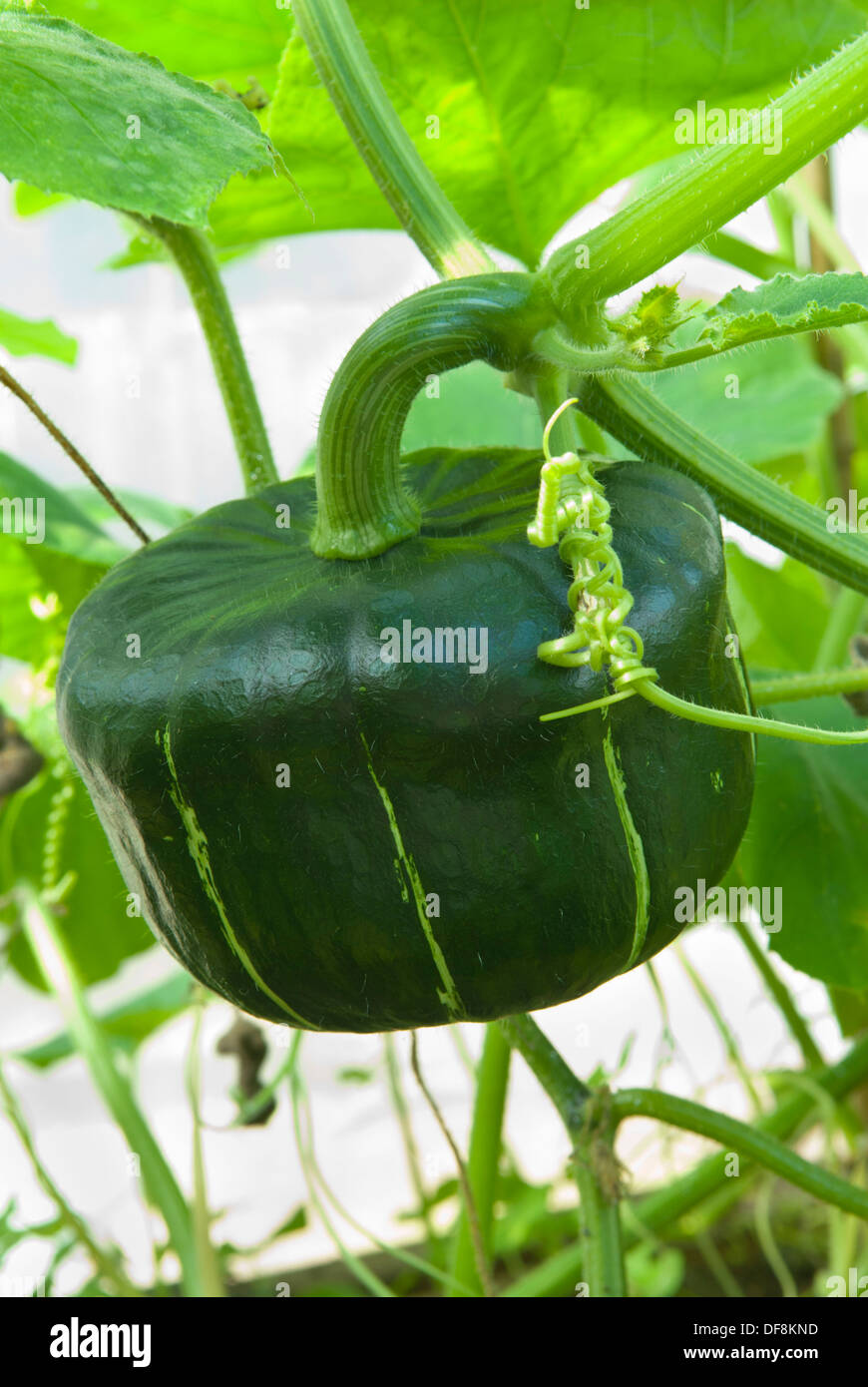 Burgess Buttercup Squash (Cucurbita maxima) cresce in una polytunnel, Sheffield, Regno Unito. Foto Stock