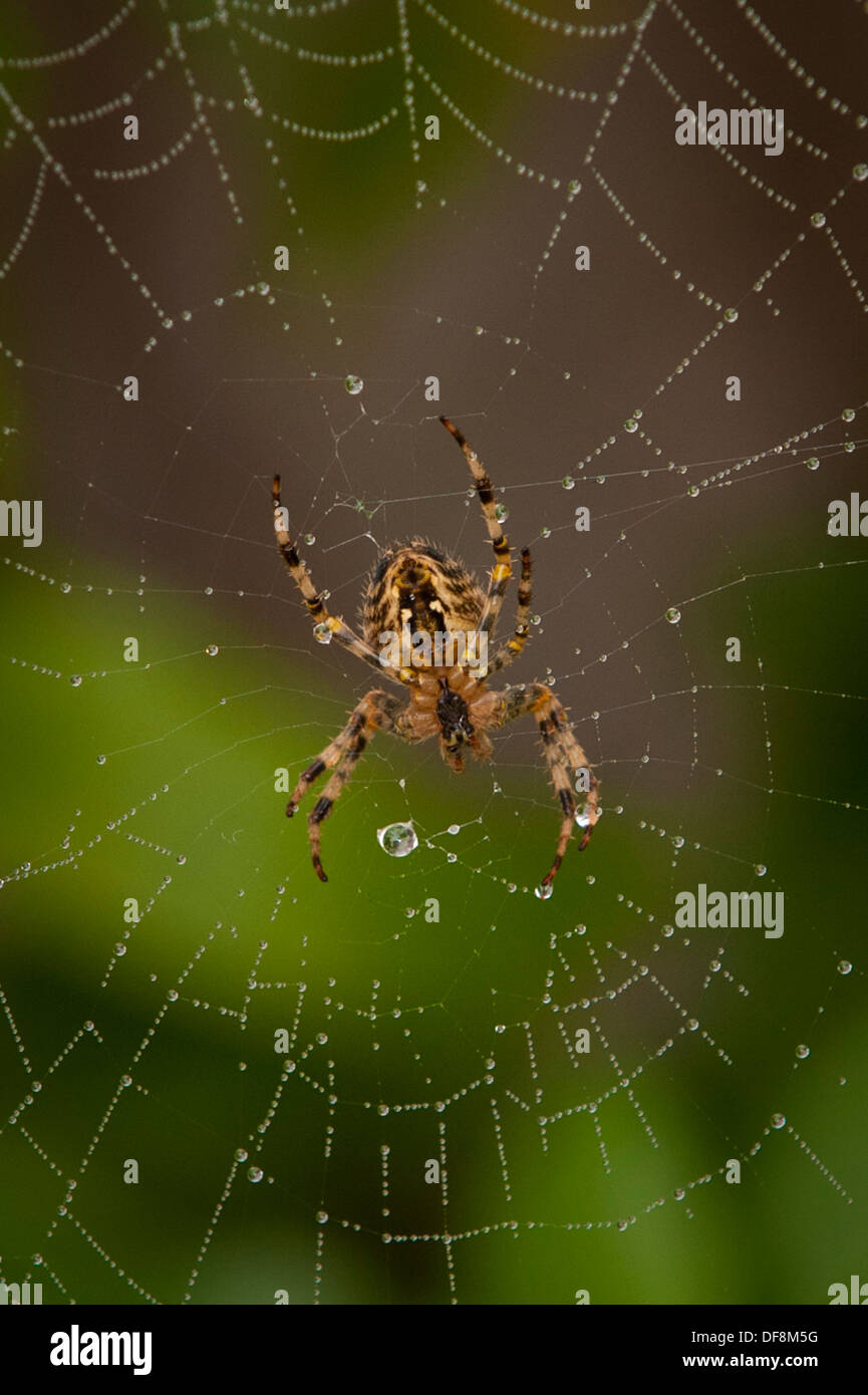 Londra nord sobborgo giardino europeo spider cross orb araneus diadematus spider web rugiada di nastri di acqua di pioggia caduta foglie cadute di foglie Foto Stock