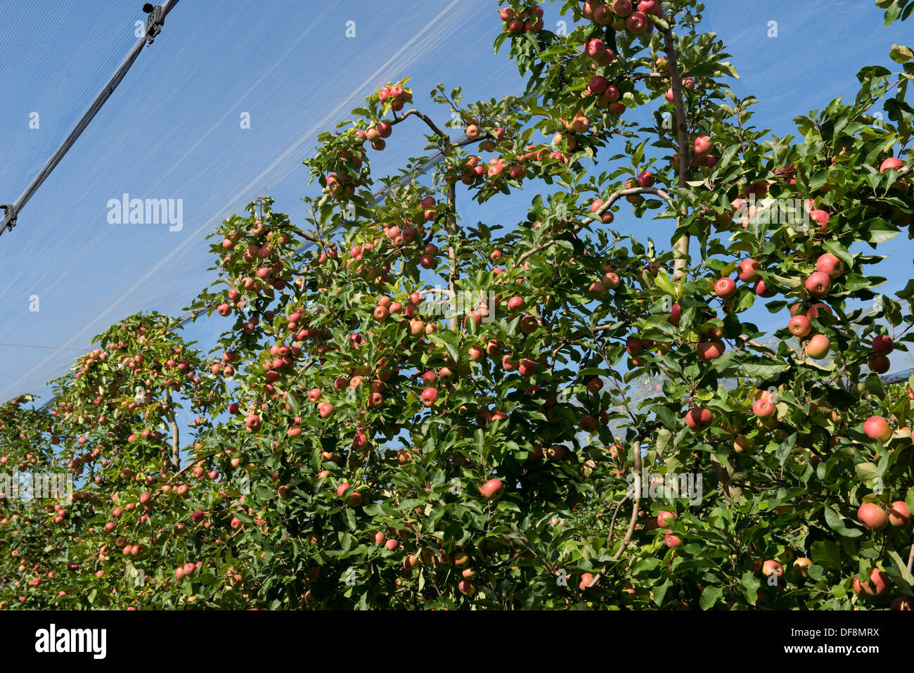 Pesantemente la fruttificazione mature cordon mele pink lady sugli alberi vicino a Sainte-Foy-la-Grande, Gironde, Francia, Agosto Foto Stock