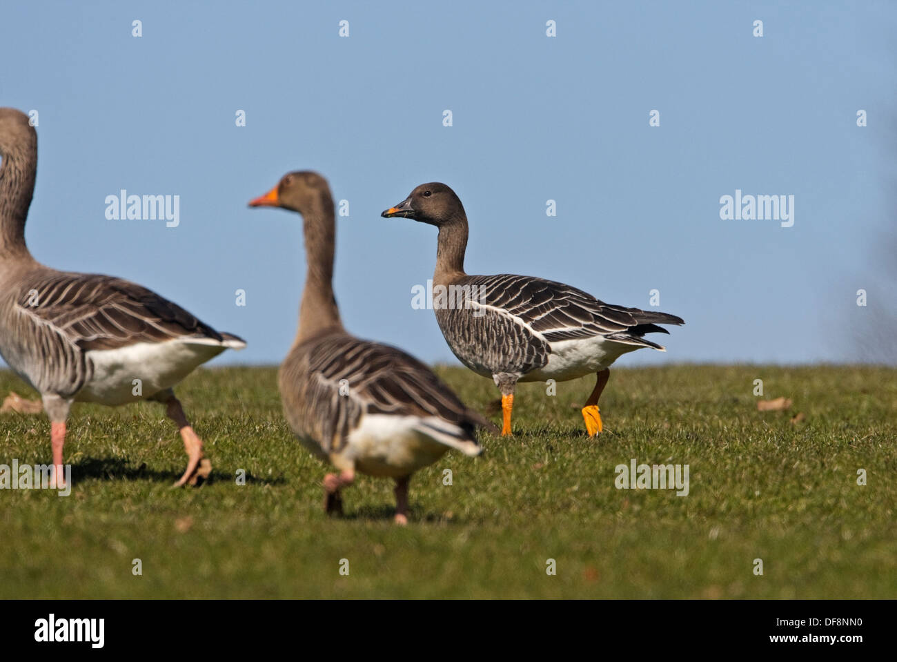 Graylag oca e tundra Bean Goose Foto Stock