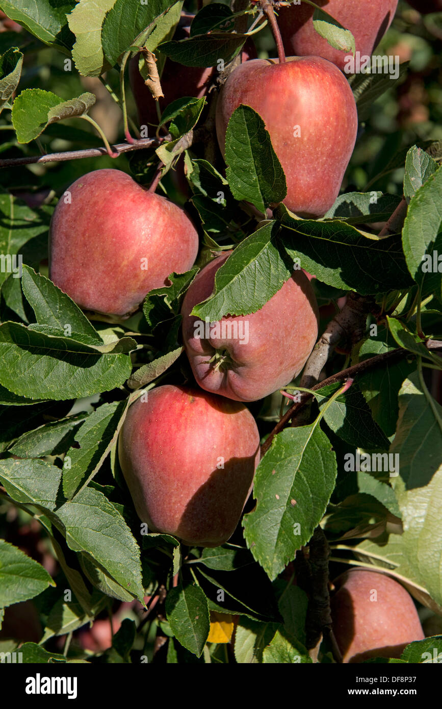 Pesantemente la fruttificazione mature cordon mele Red delicious sugli alberi vicino a Sainte-Foy-la-Grande, Gironde, Francia, Agosto Foto Stock