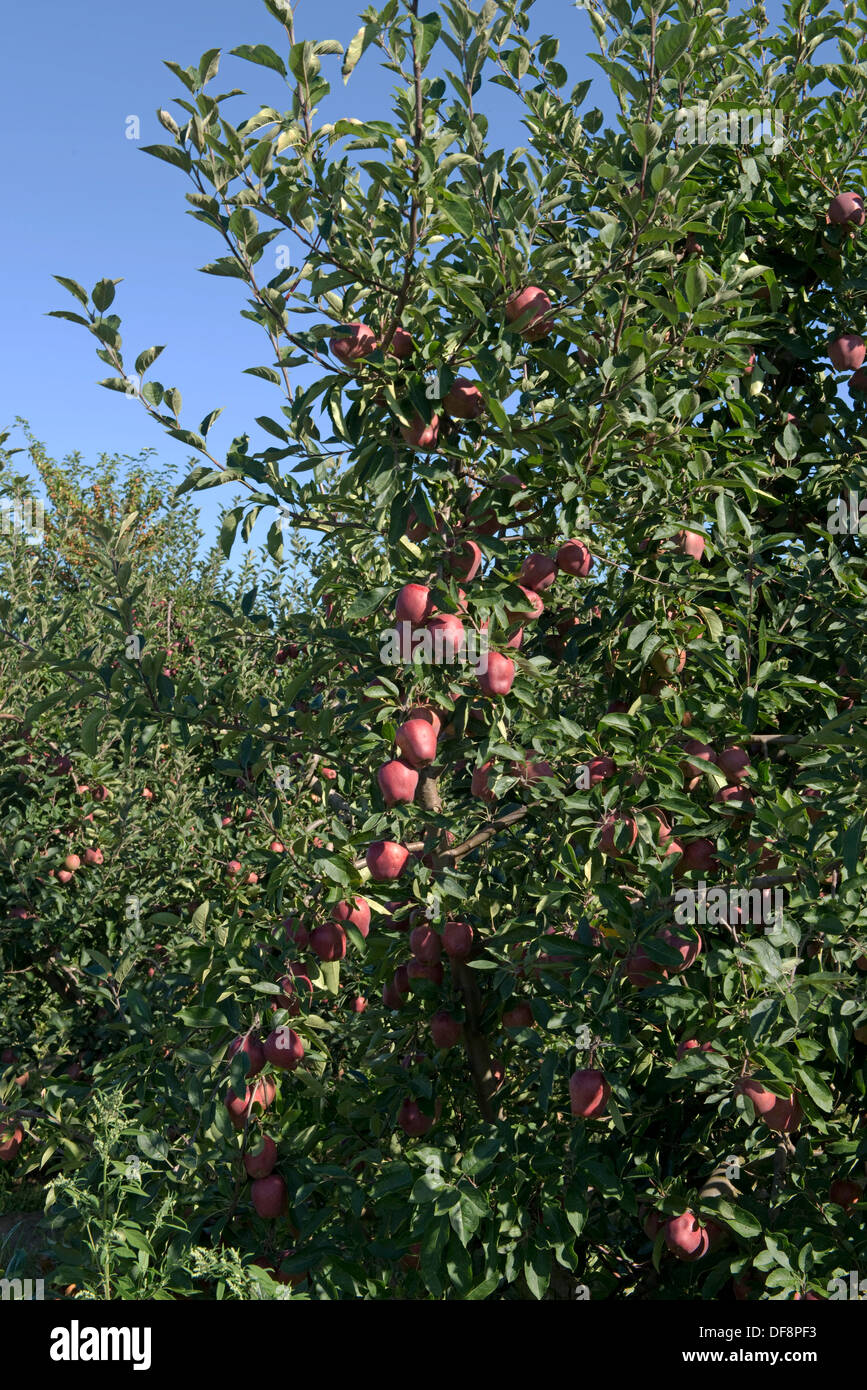 Pesantemente la fruttificazione mature cordon mele Red delicious sugli alberi vicino a Sainte-Foy-la-Grande, Gironde, Francia, Agosto Foto Stock
