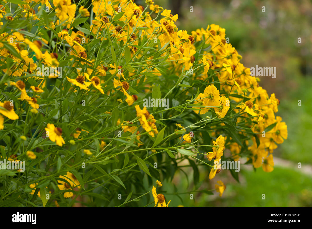 Giallo helenium cresce sull'aiuola di fiori nel giardino Foto Stock