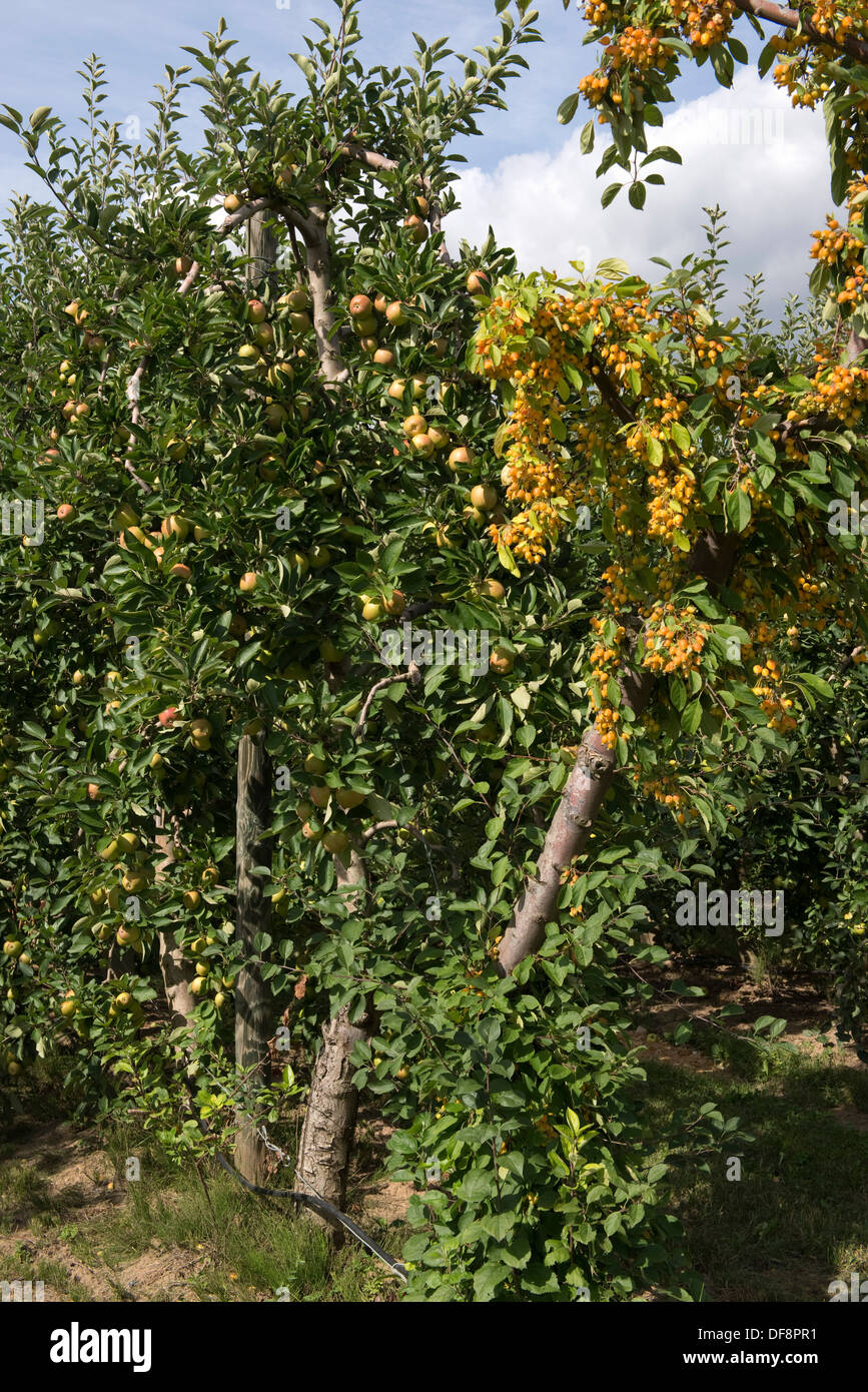 Crab Apple impollinatrice albero in pieno frutto alla fine di una fila di cordon mele in Gironde, Francia Foto Stock