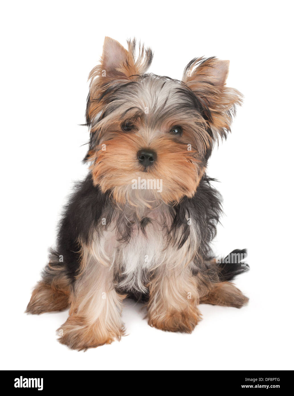 Adorabile cucciolo di Yorkshire Terrier isolato su bianco Foto Stock
