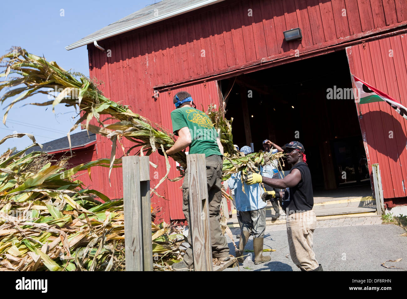 H-2a titolari di visto dalla Giamaica aiutare un agricoltore in Cazenovia, NY Foto Stock