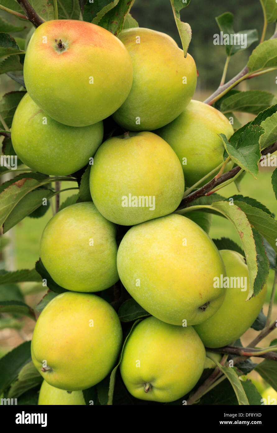 Apple 'Sturmer Pippin', varietà crescono sugli alberi, frutta mele England Regno Unito Foto Stock
